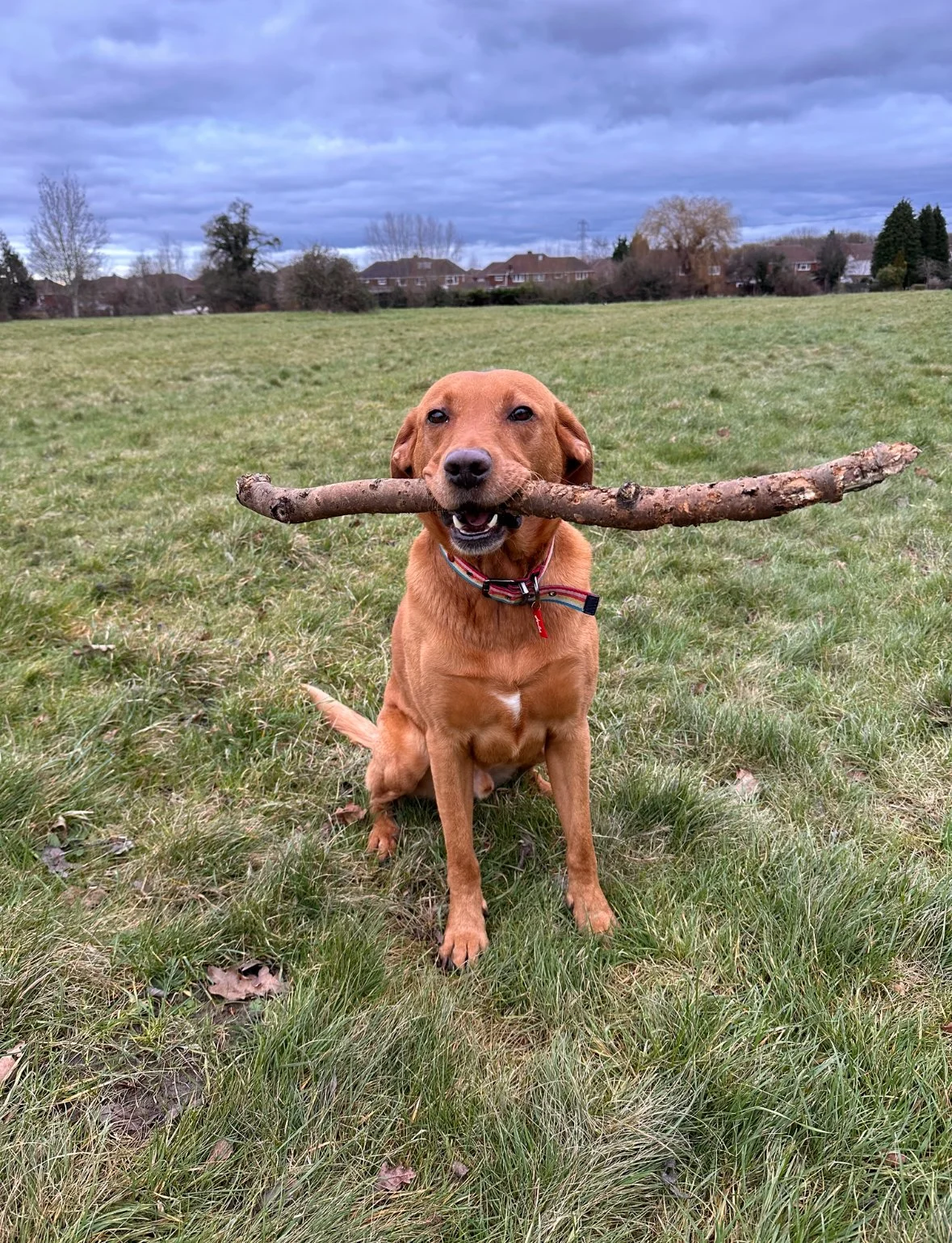 Cooper, the Office Dog at HATS Gloucester