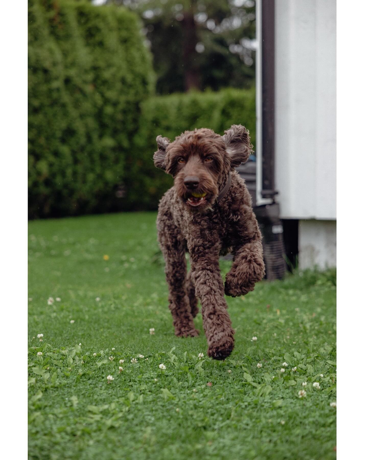 Garden play in the rain☔️ Caos🐾

#cobberdog #cobberdogsofnorway #dogphotography #r5 #canon