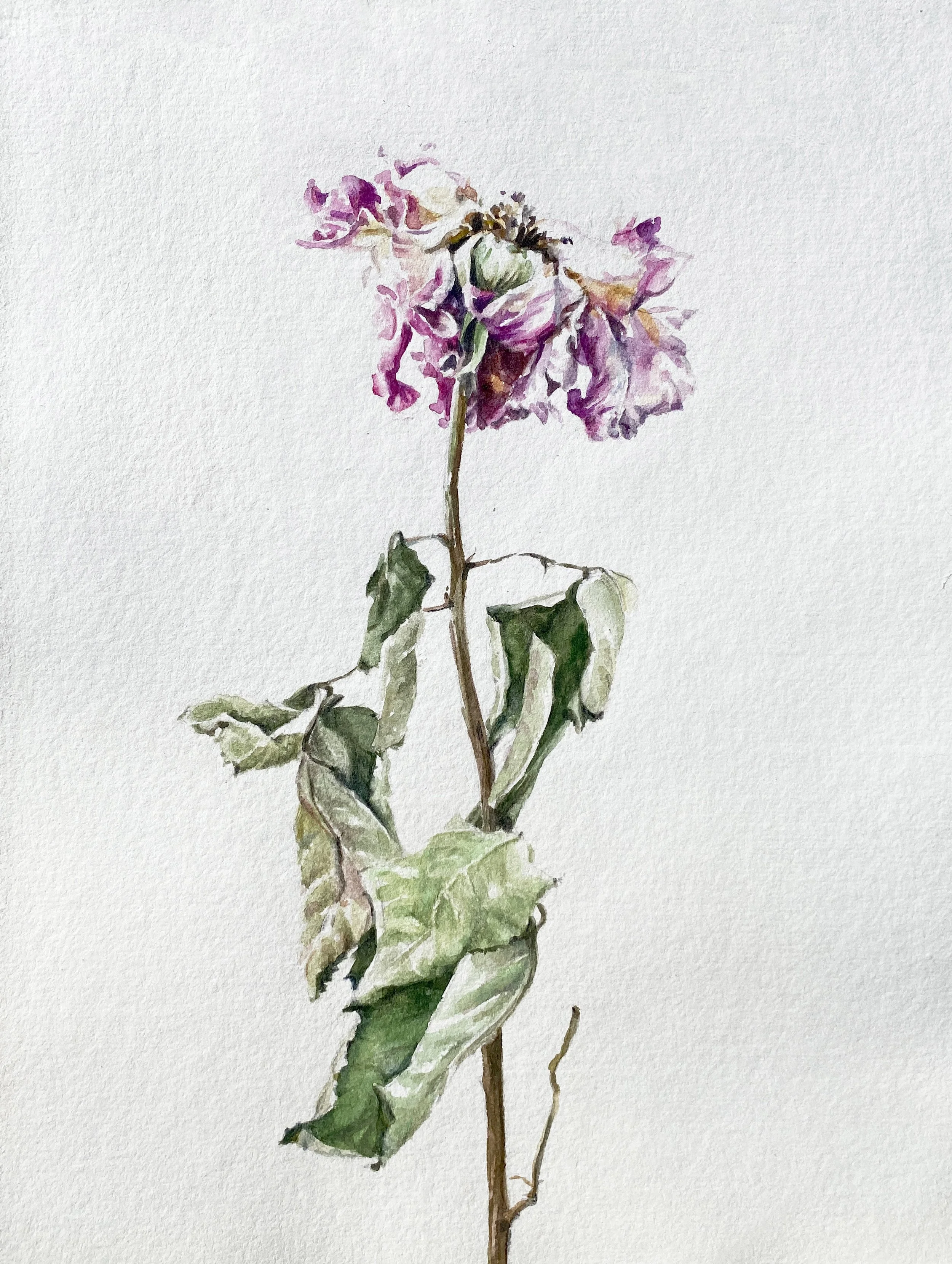 annemarie-faucon-aquarelle-rose-fanée.jpg