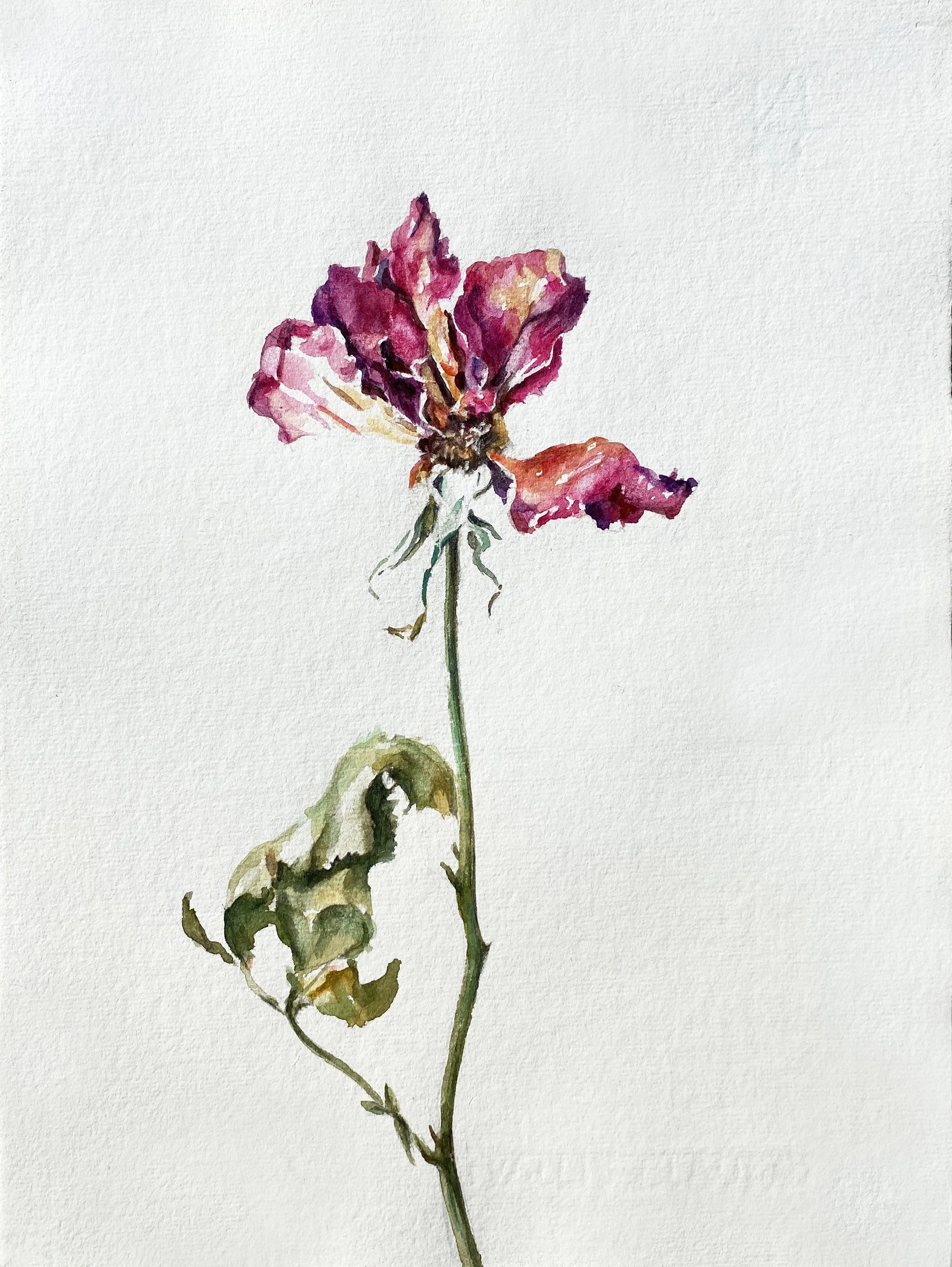 annemarie-faucon-aquarelle-rose-fanée6.jpg