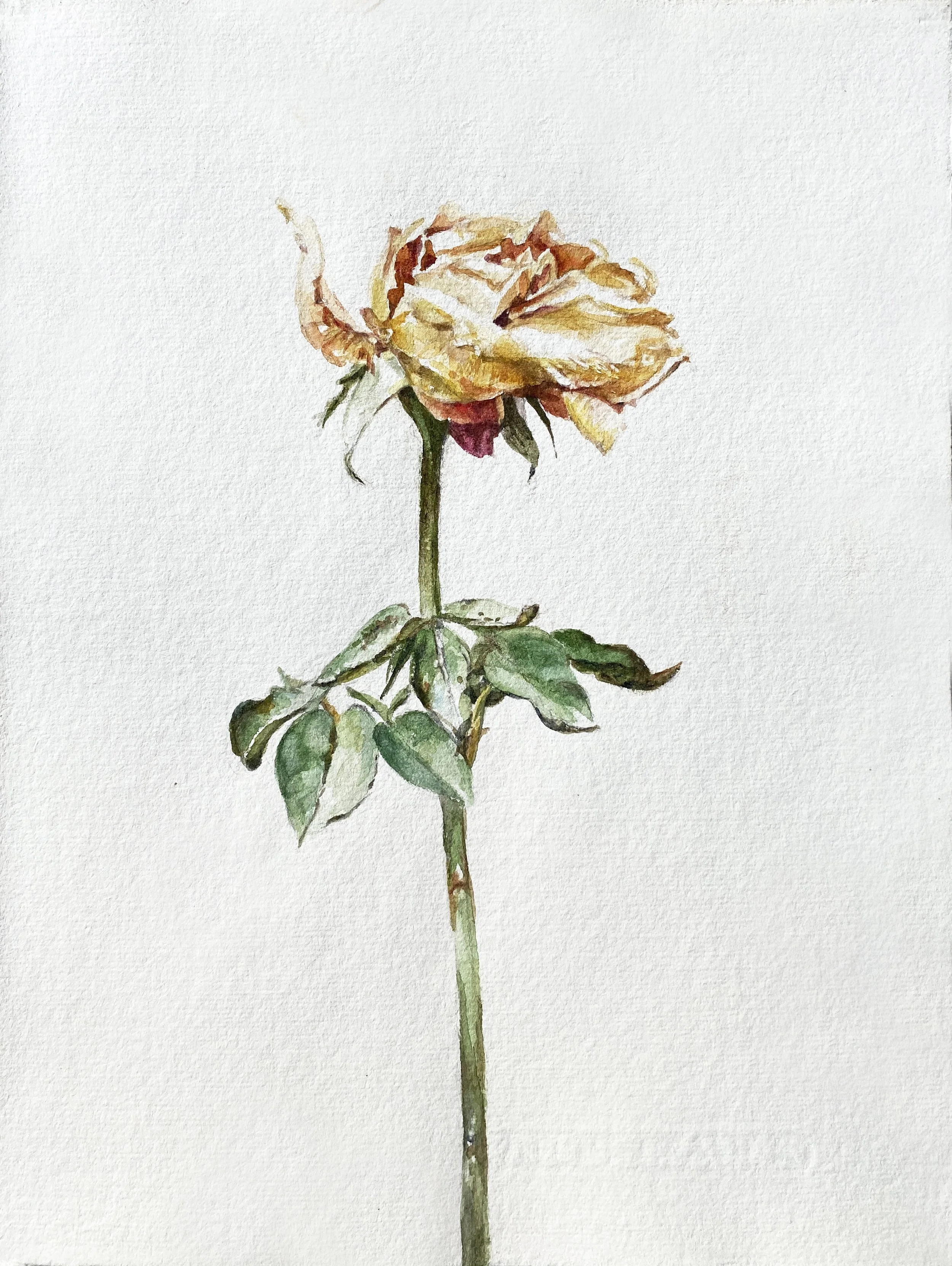 annemarie-faucon-aquarelle-rose-fanée7.jpg