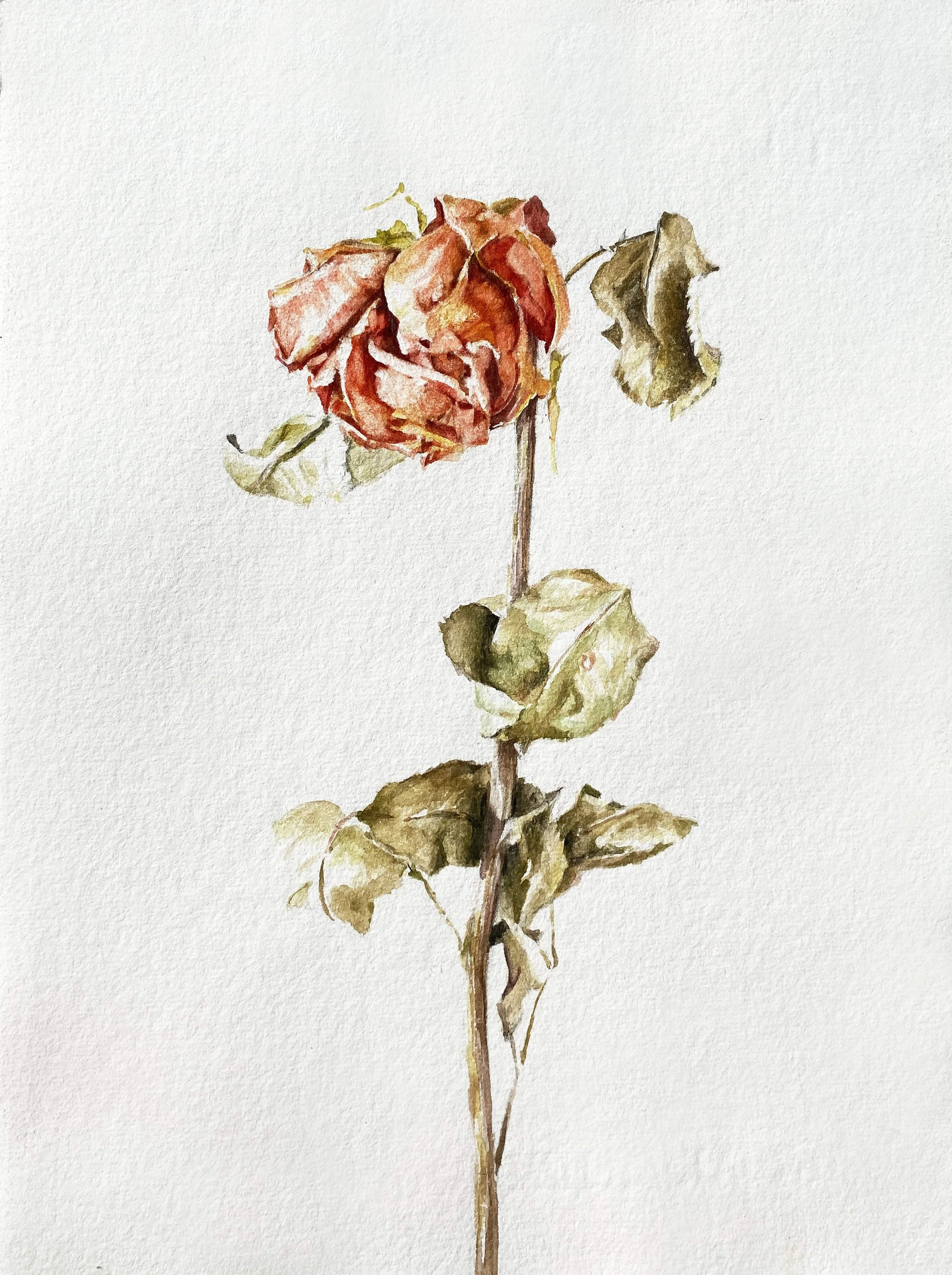 annemarie-faucon-aquarelle-rose-fanée9.jpg