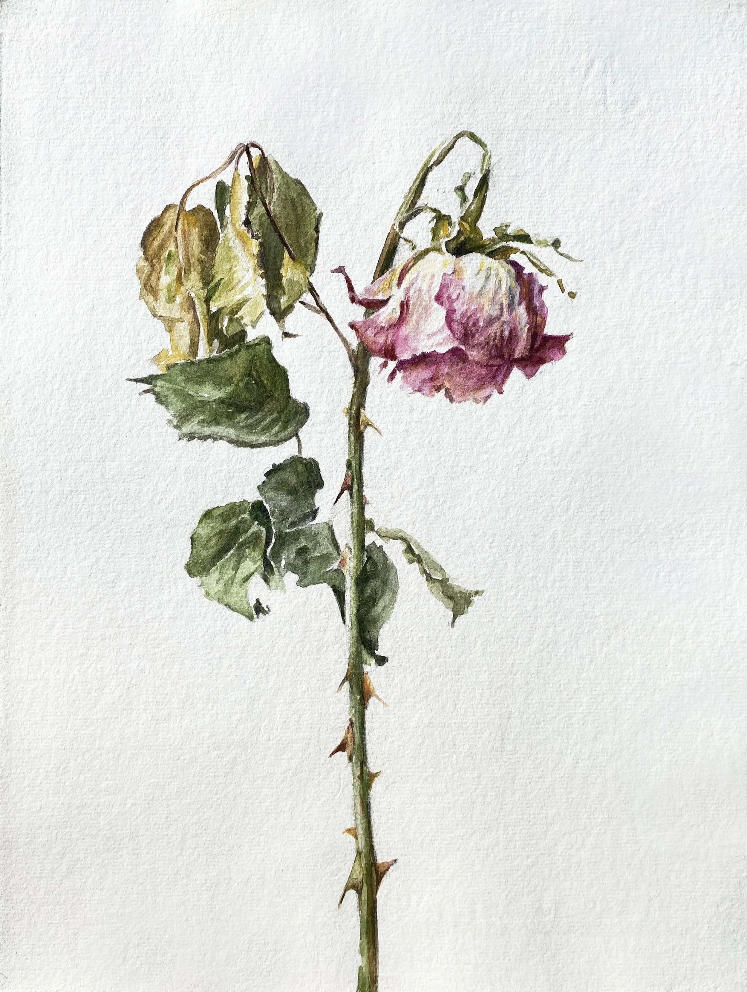annemarie-faucon-aquarelle-rose-fanée8.jpg