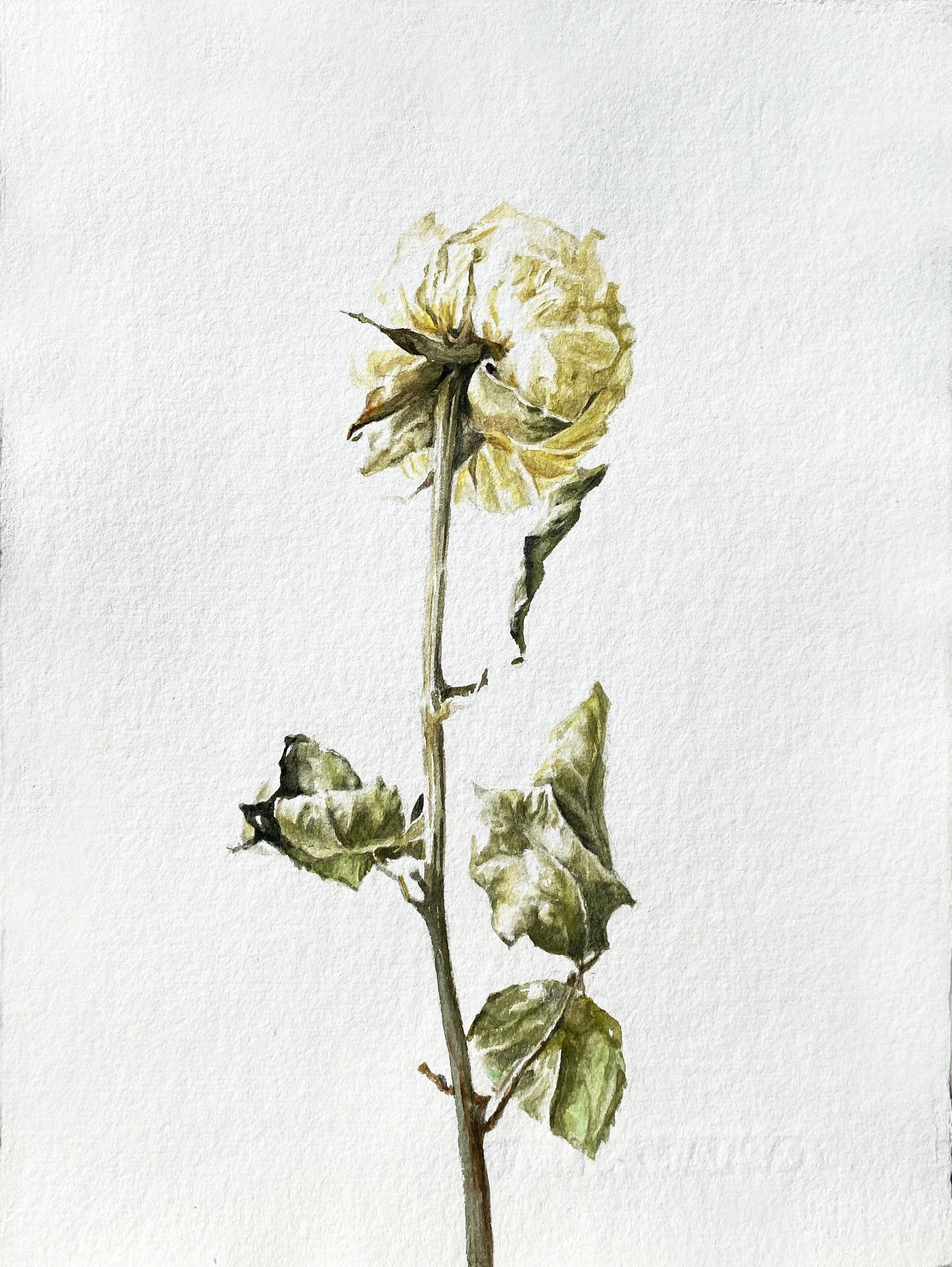 annemarie-faucon-aquarelle-rose-fanée5.jpg