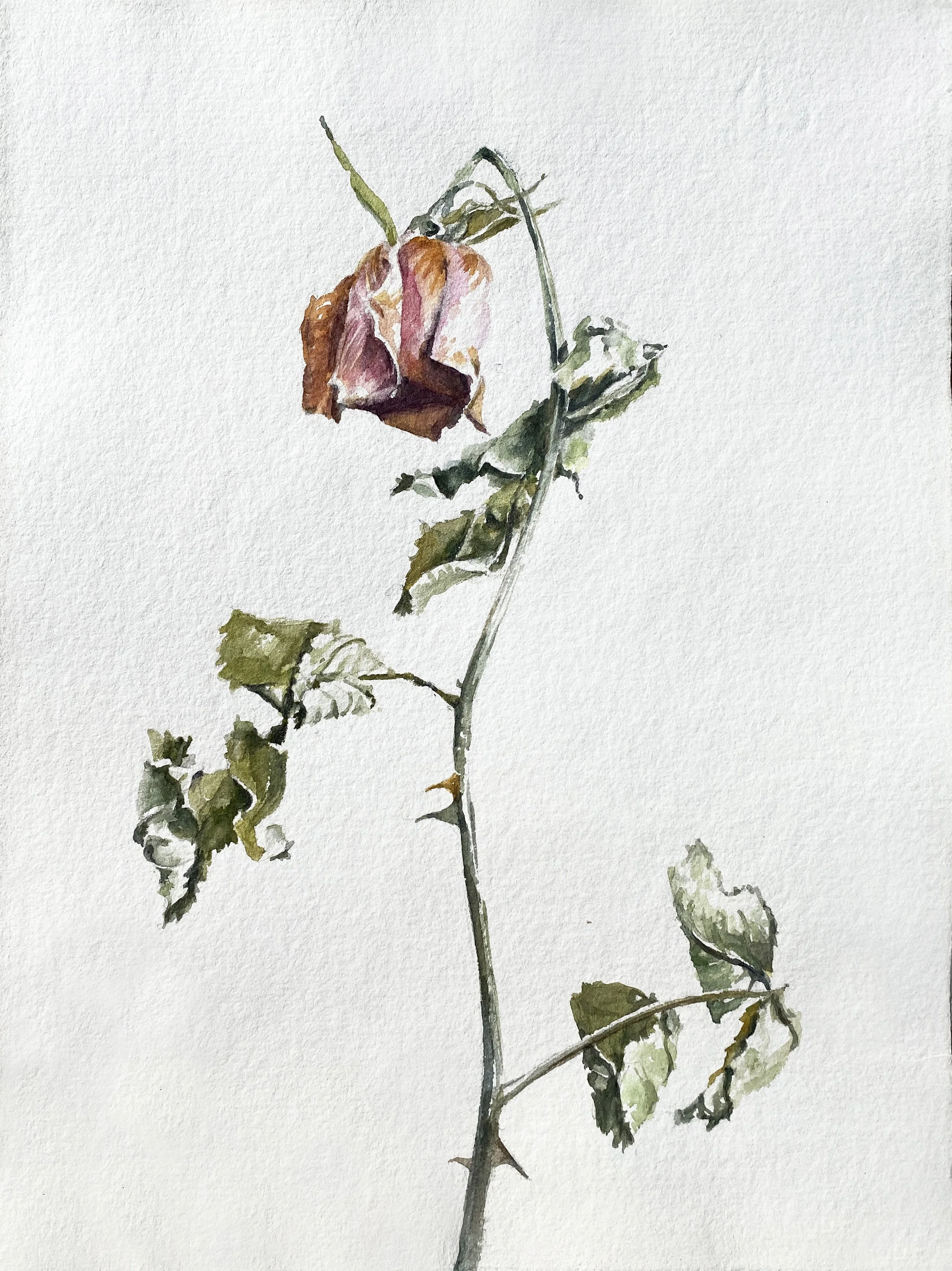annemarie-faucon-aquarelle-rose-fanée2.jpg