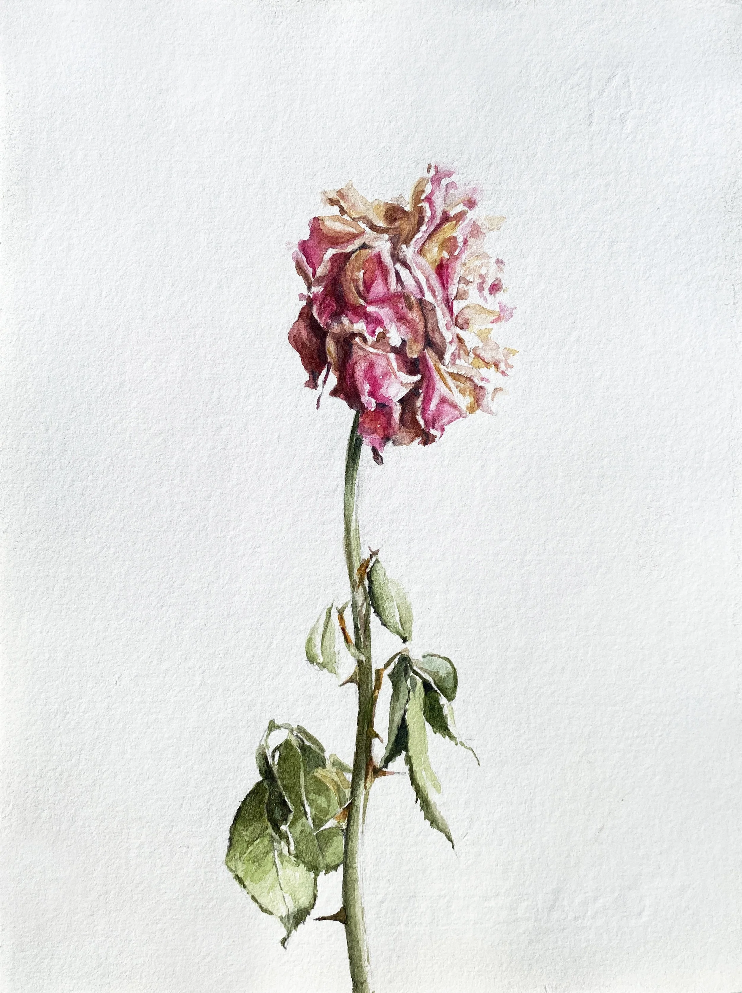 annemarie-faucon-aquarelle-rose-fanée4.jpg