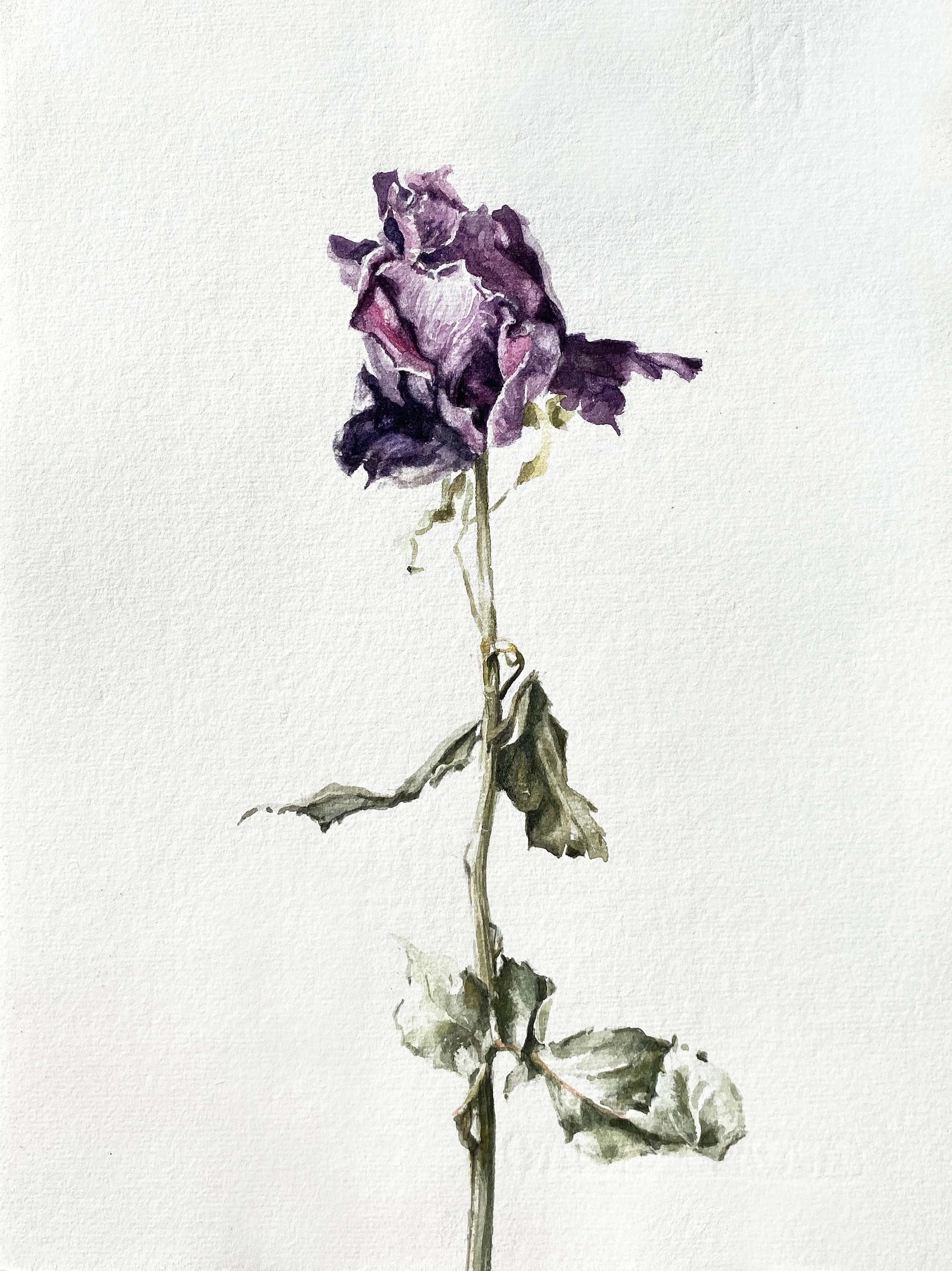 annemarie-faucon-aquarelle-rose-fanée10.jpg