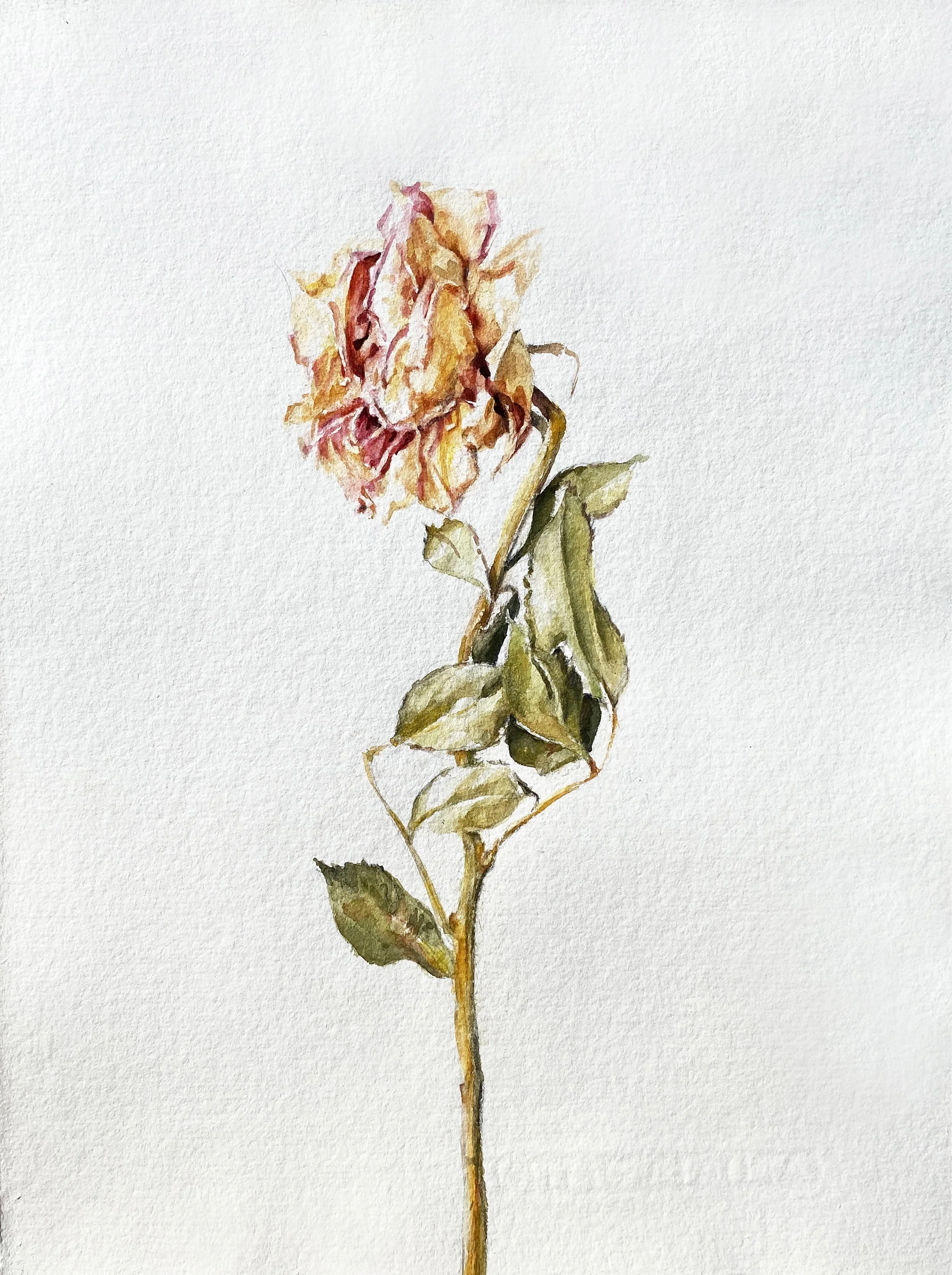 annemarie-faucon-aquarelle-rose-fanée3.jpg