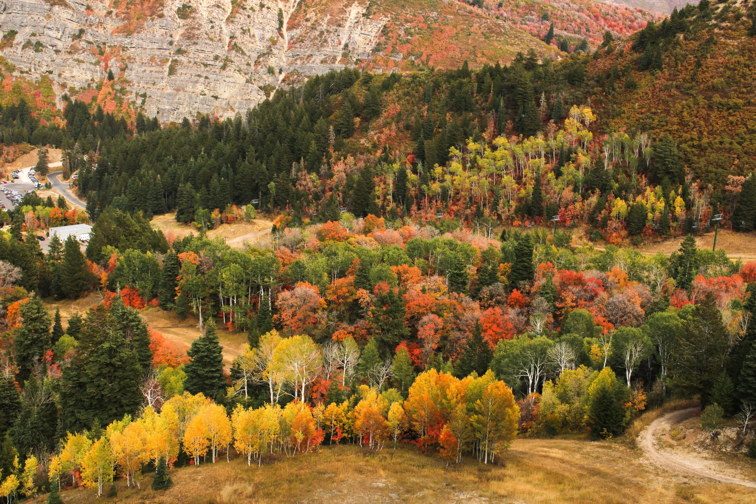 vibrant-autumn-colors-in-forest-landscape-2026-03-17-00-11-58-utc.jpg