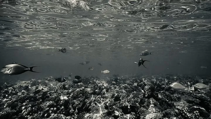 No need for depths to enjoy the ocean&rsquo;s beauty 🪸