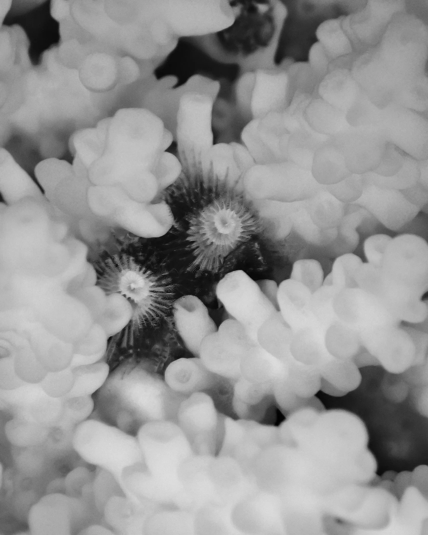 Pretty little reef 🌺🌺🌺