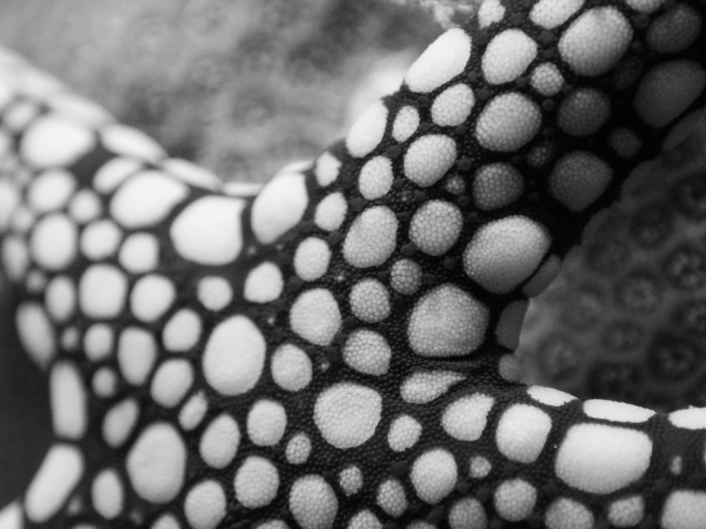 Beauty in the details 🌟