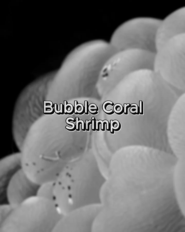 Living the high life, one bubble at a time 🏡🦐