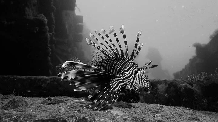 Guardian of The Cable Wreck 🚢⛔️