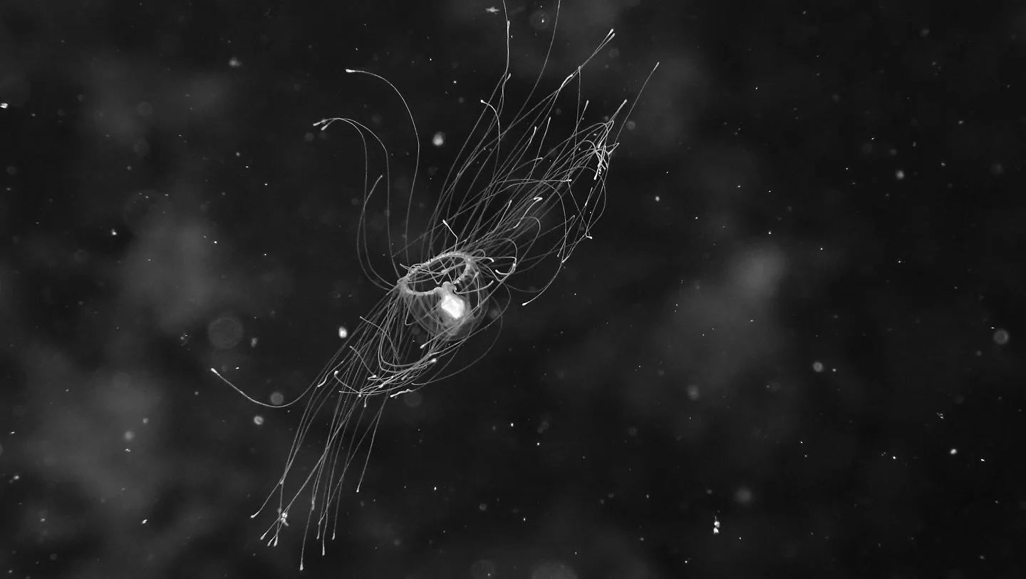 Just a little jellyfish .. but make it cosmic 🌌 #immortal_jellyfish