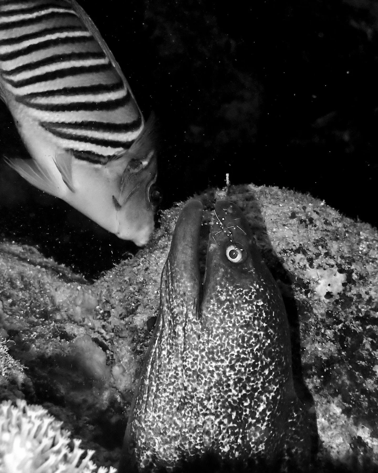 &ldquo;Fish are friends, not food&rdquo; .. but some need a little dental work ~ Bruce .. 🐠 🦐 🐍 #symbiosis