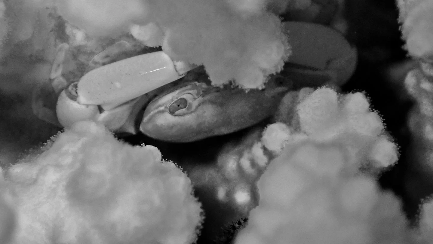 Don&rsquo;t let me come up there 🦀