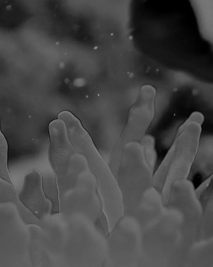 Devilish side showing a little too much 👹 .. Bubble Tip Anemone 🪸