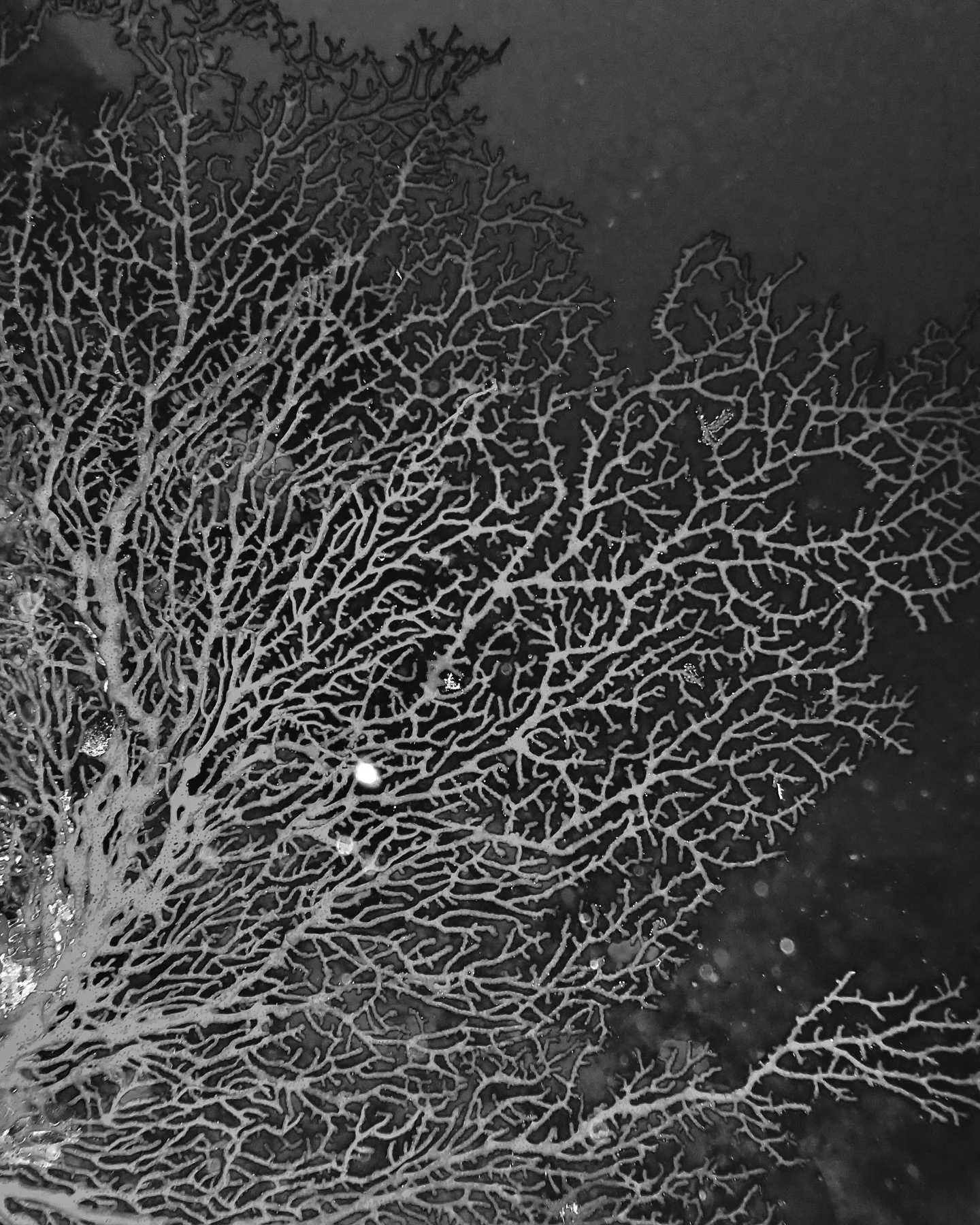 Sea fan lighting up the depths 💥🩸