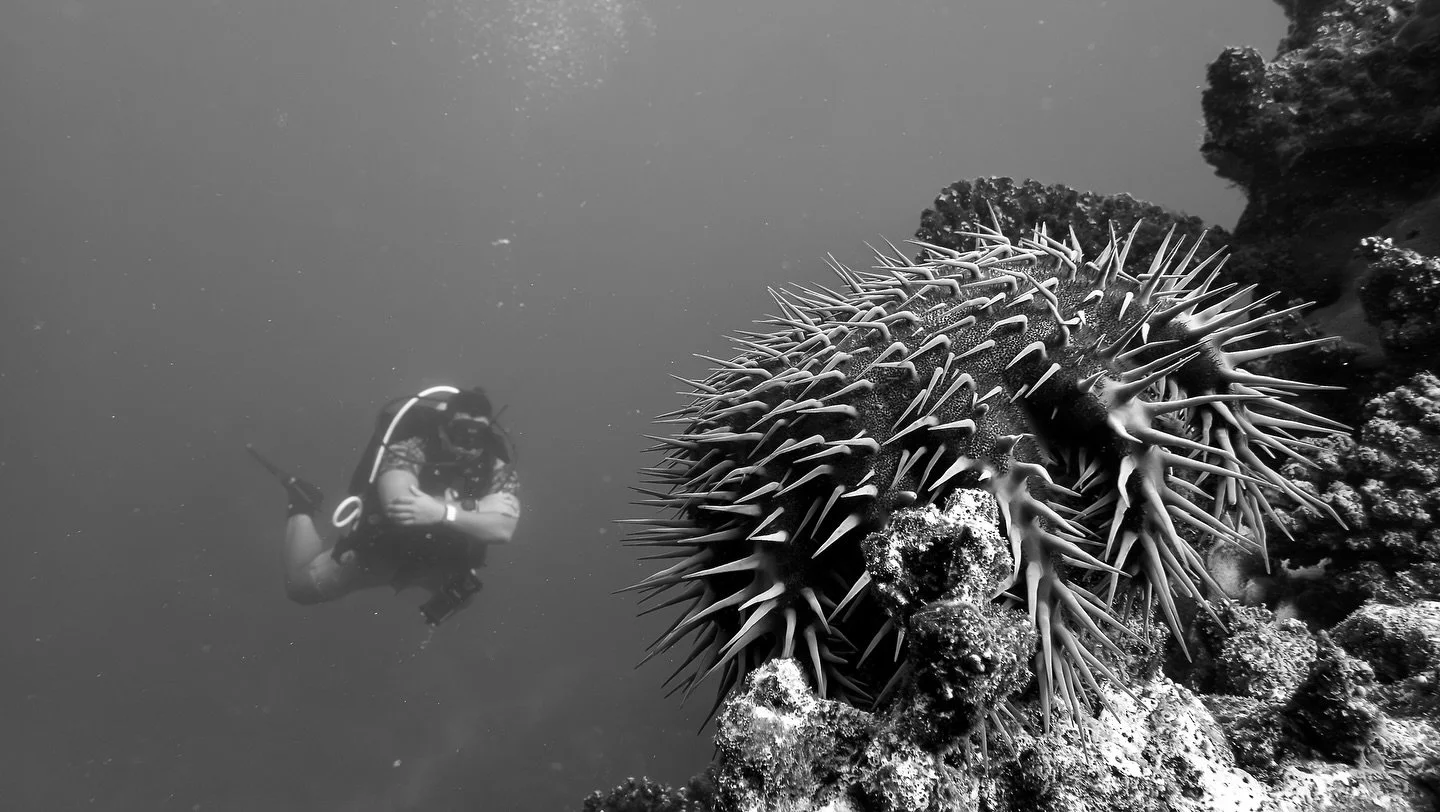 Crown-of-thorns starfish slowly killing the reef, and a human enjoying the scenery 🎭