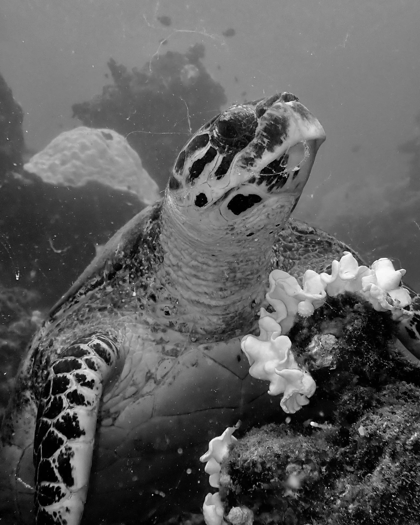 Flu? 🤧 🐢 &hellip; Turtle chewing some Anemone 🥣