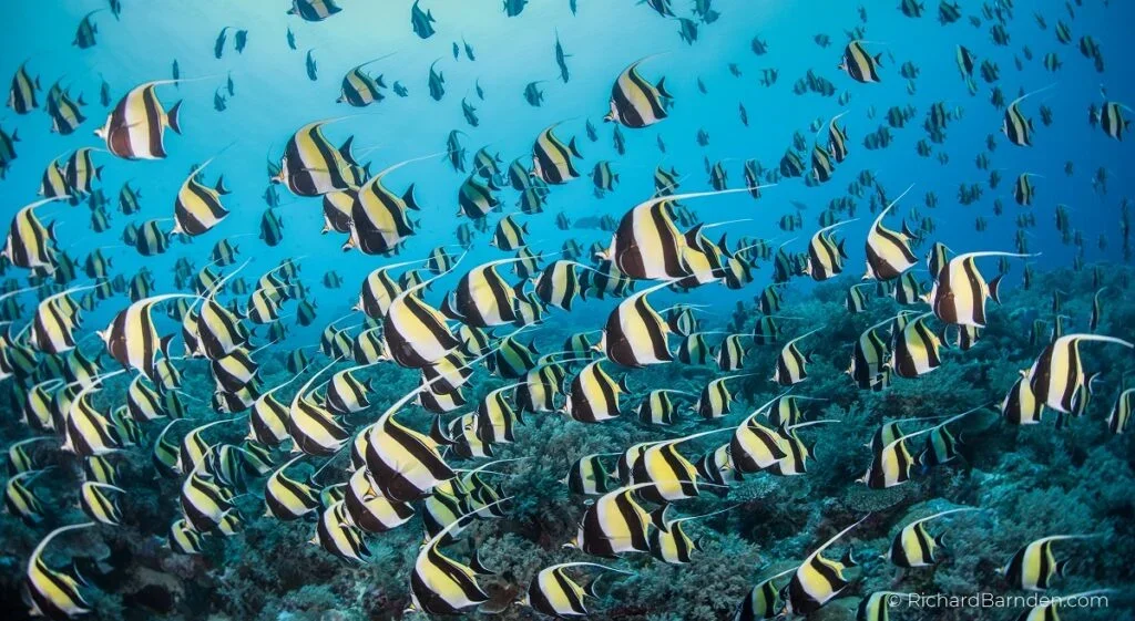 Palau-Richard-Barnden-1024x561.webp