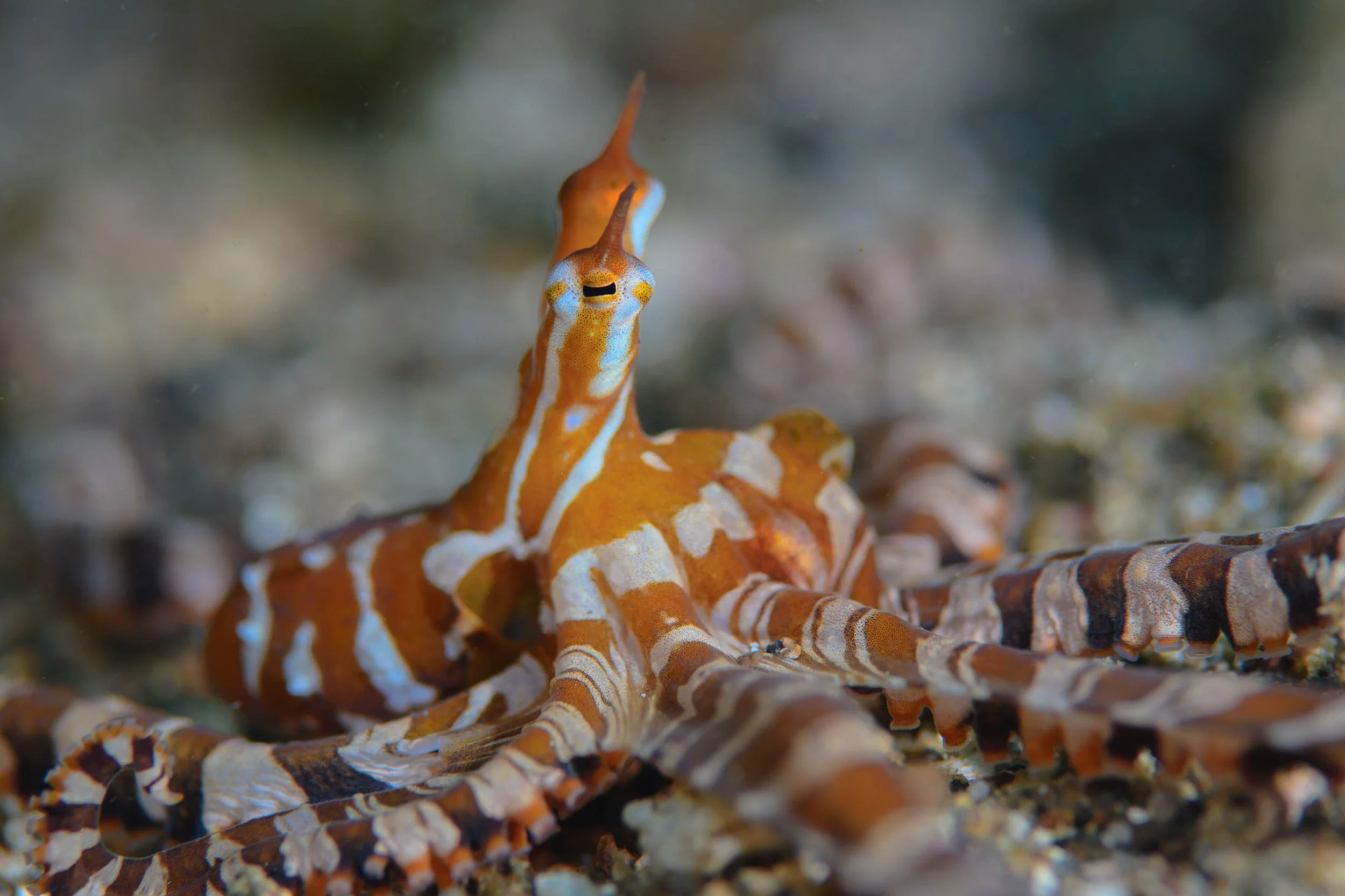 02 NAD-Lembeh Resort _ Underwater.jpg