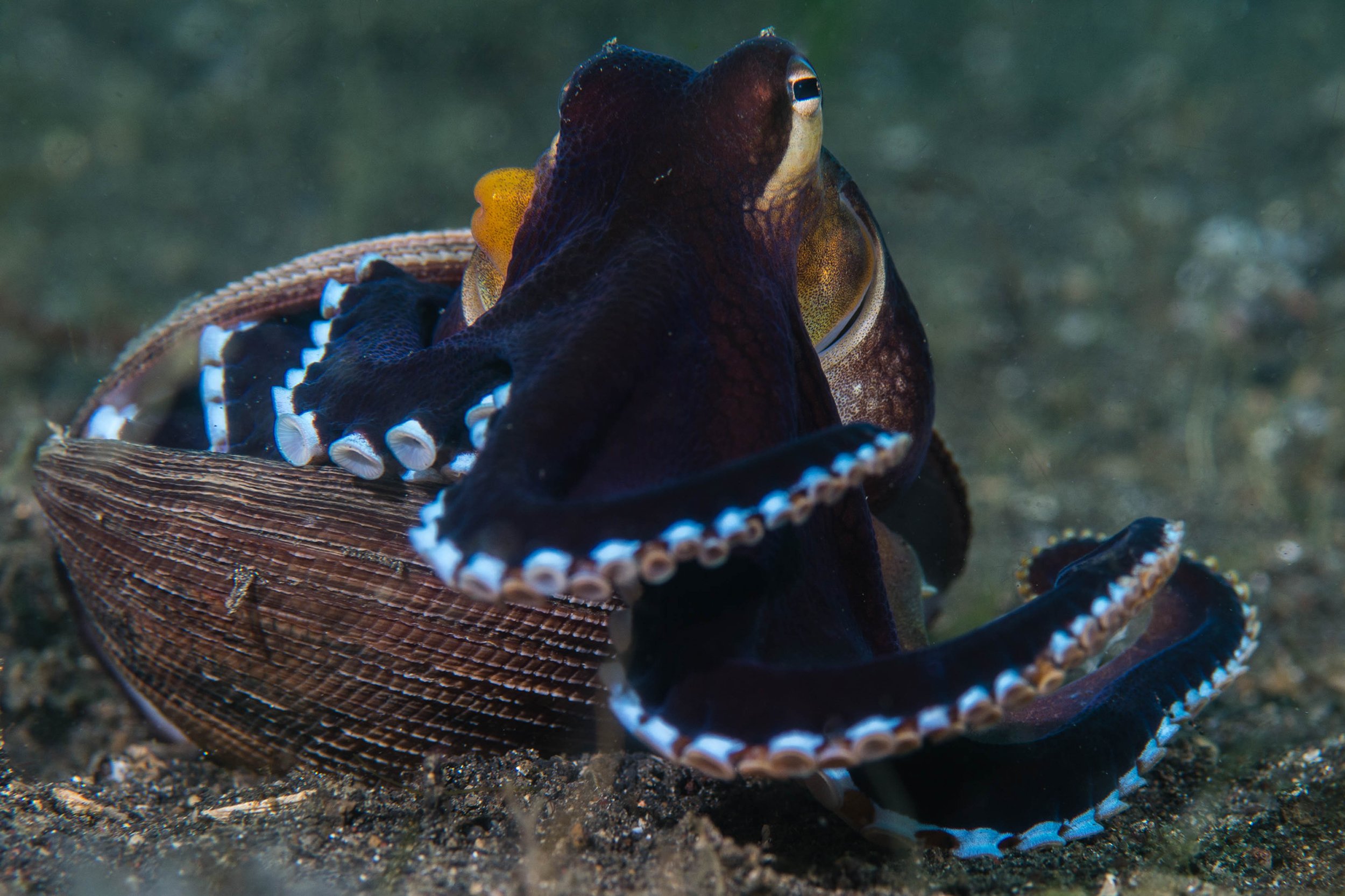 05 NAD-Lembeh Resort _ Underwater.jpg