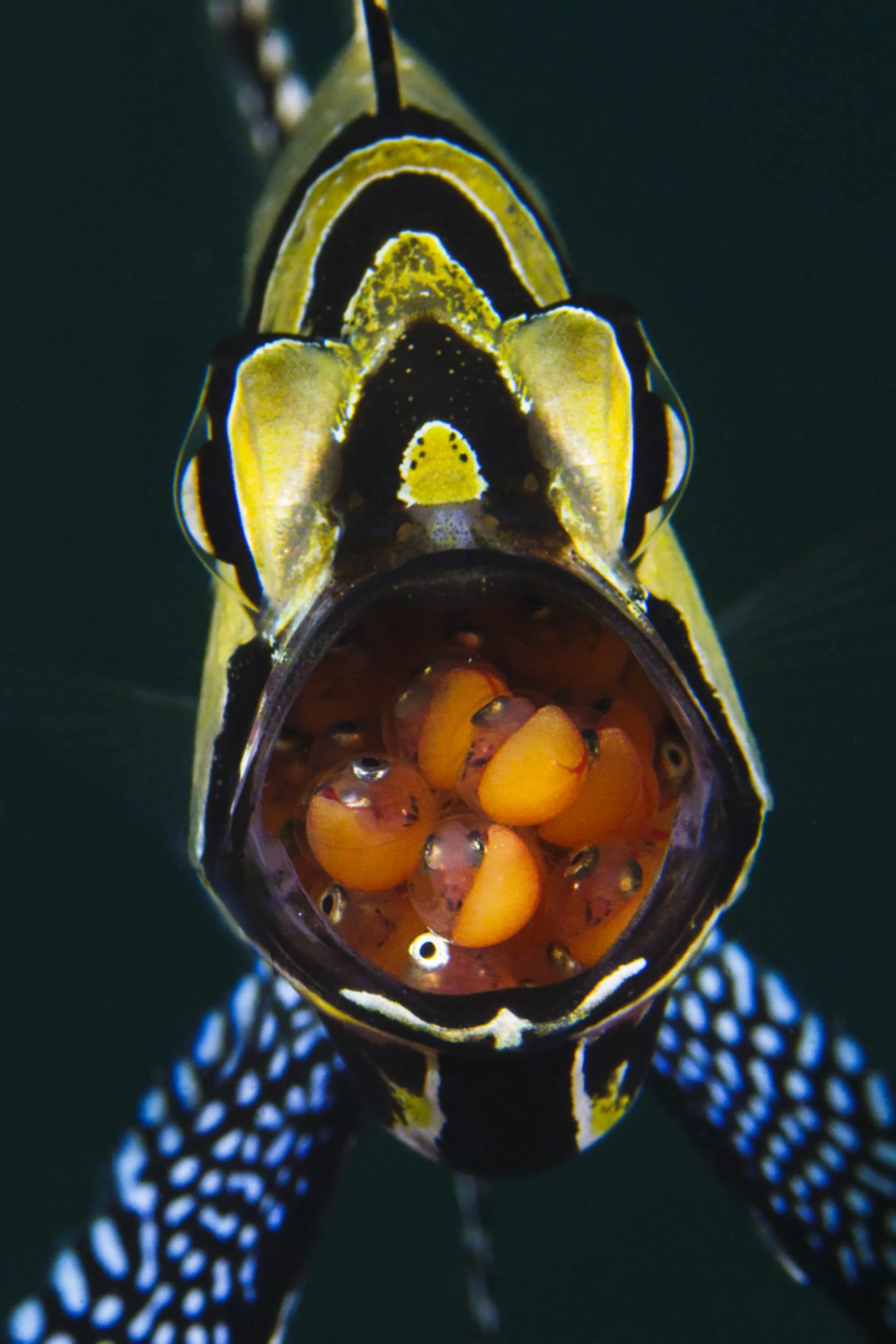 07 NAD-Lembeh Resort _ Underwater.jpg