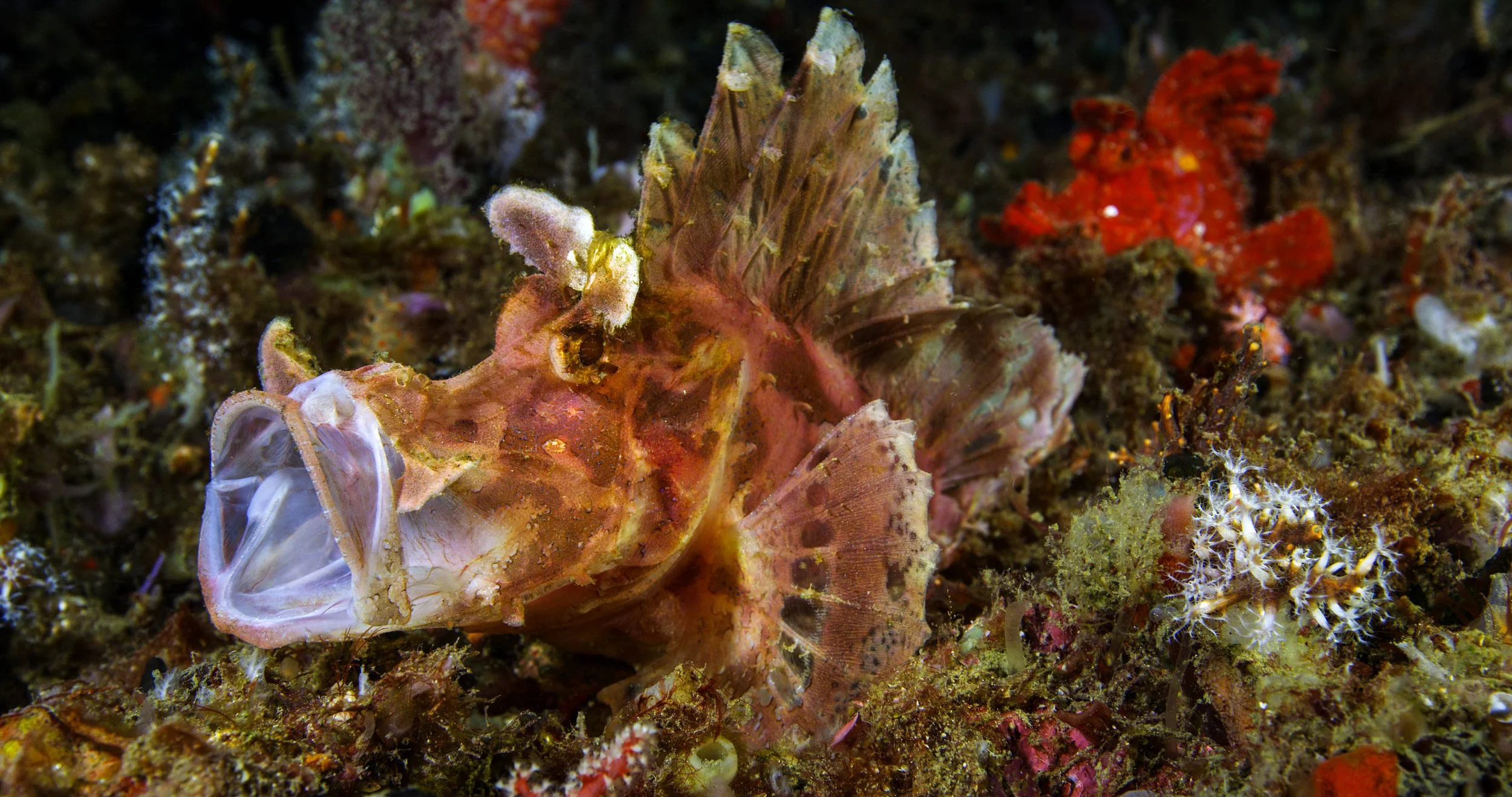 06 NAD-Lembeh Resort _ Underwater.jpg