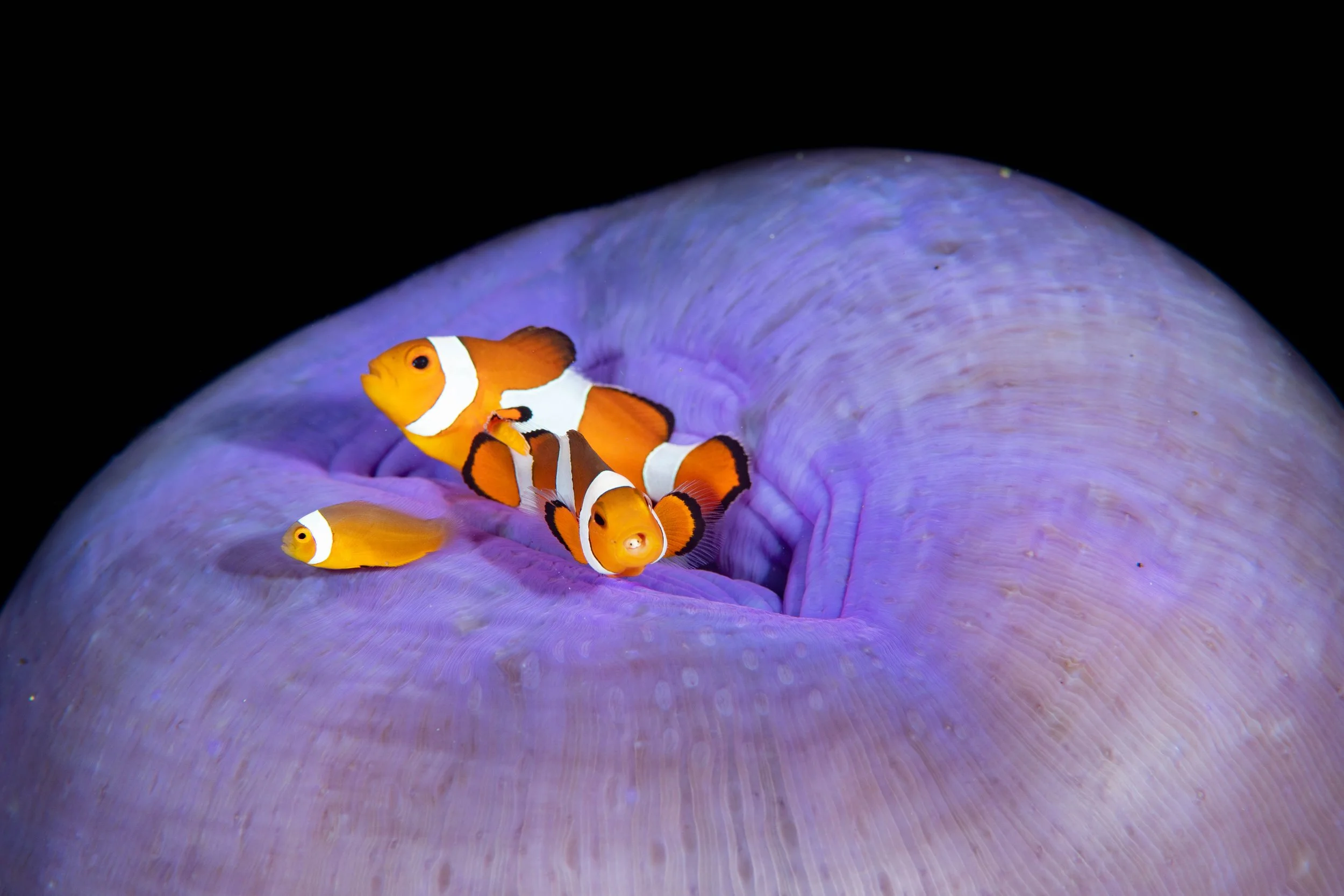 08 NAD-Lembeh Underwater.jpg