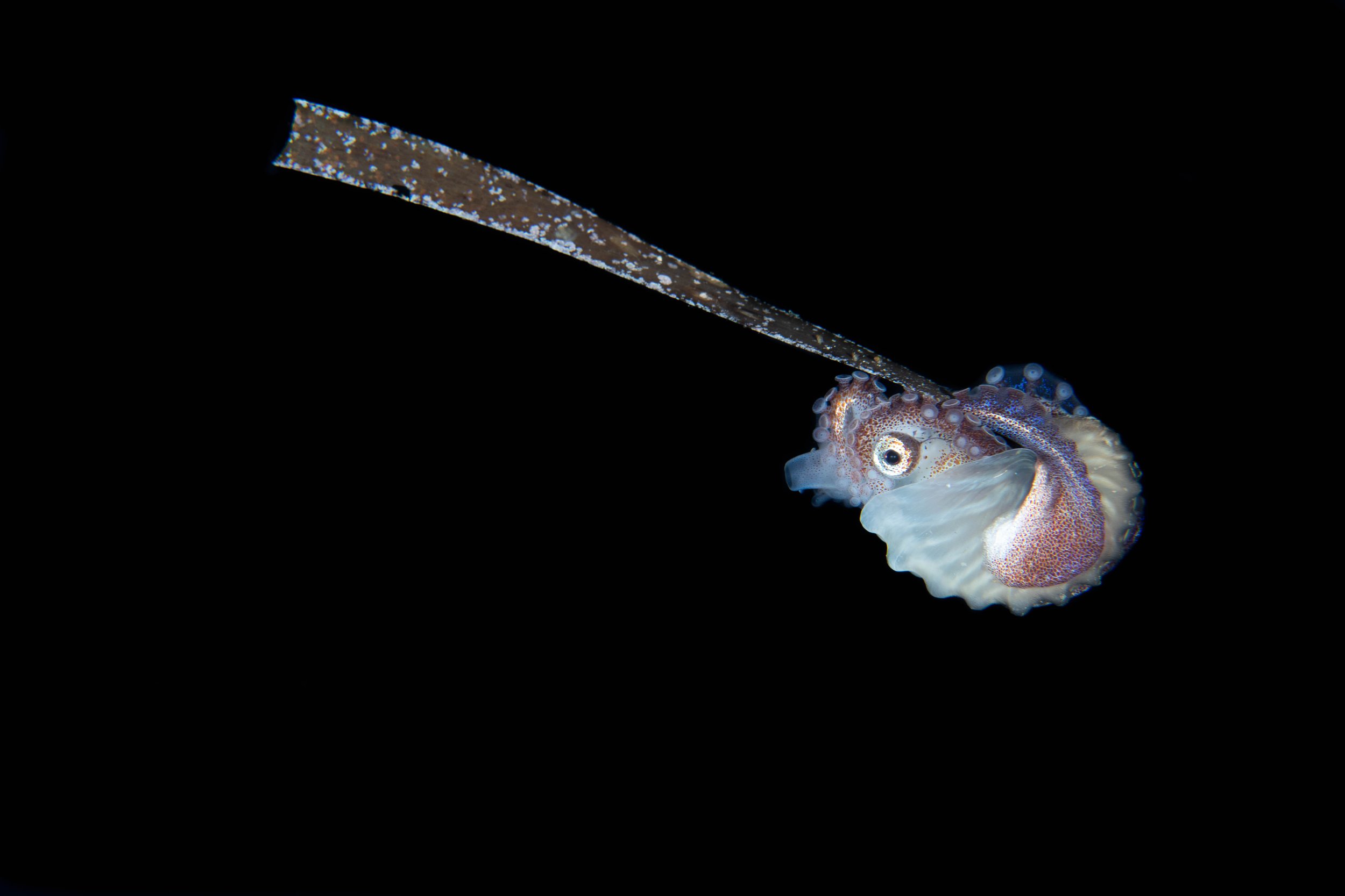 21 NAD-Lembeh Underwater_BW.jpg