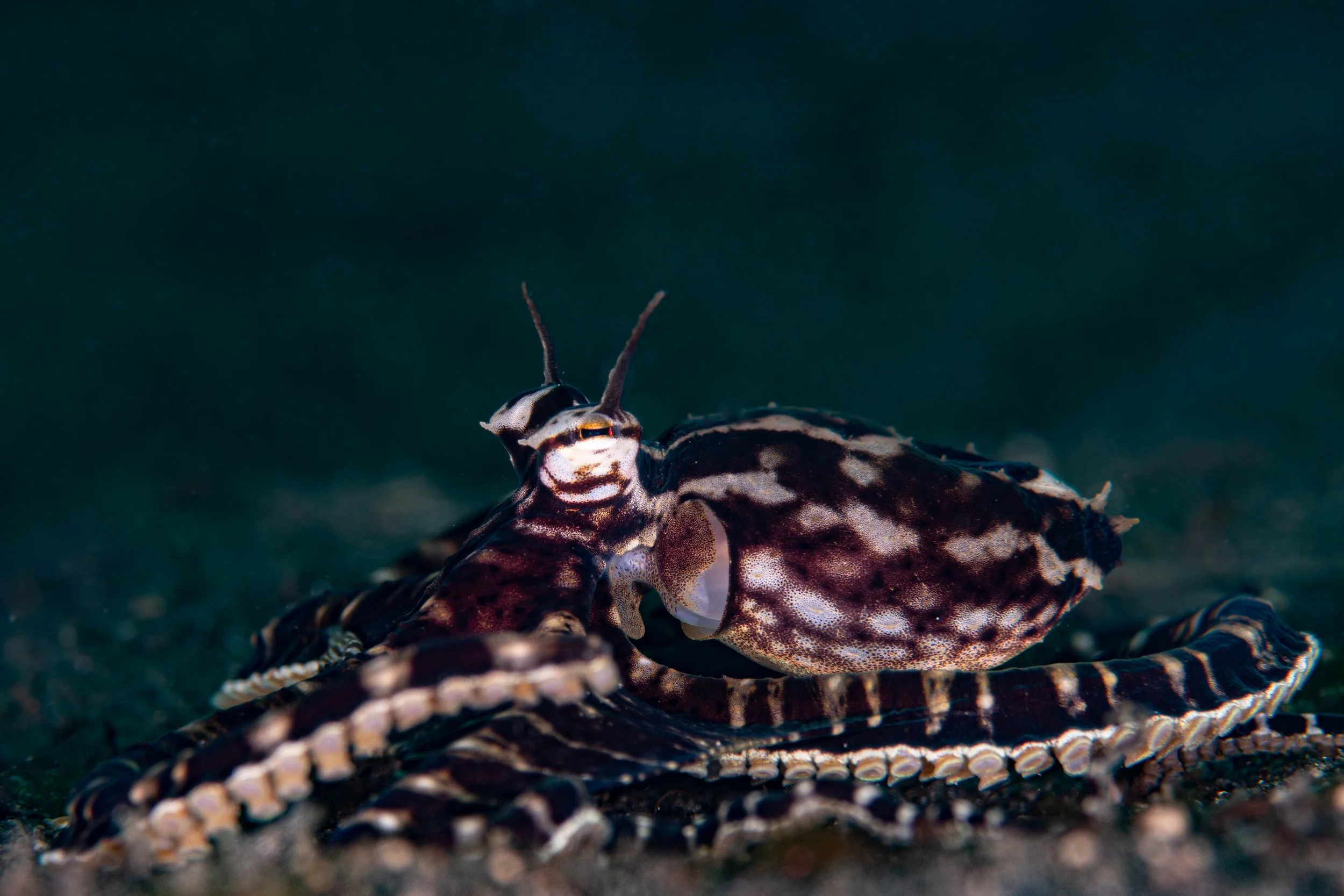 20 NAD-Lembeh Underwater.jpg