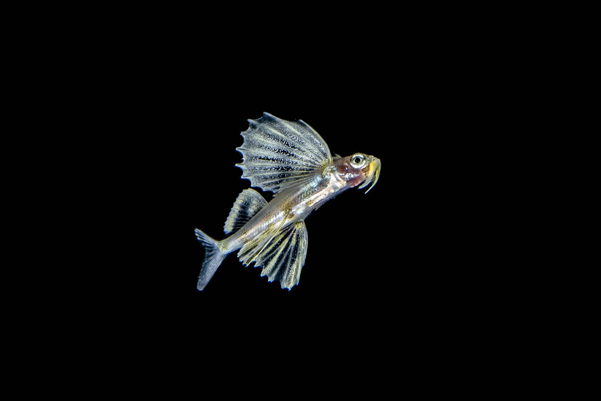 22 NAD-Lembeh Underwater_BW.jpg