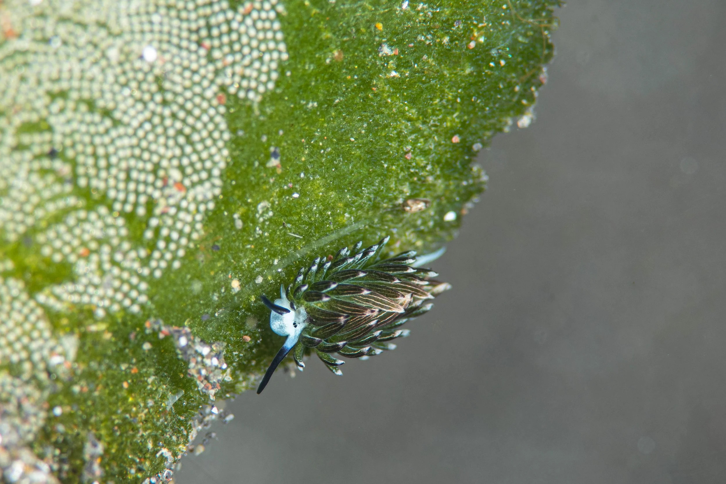 15 NAD-Lembeh Underwater.jpg