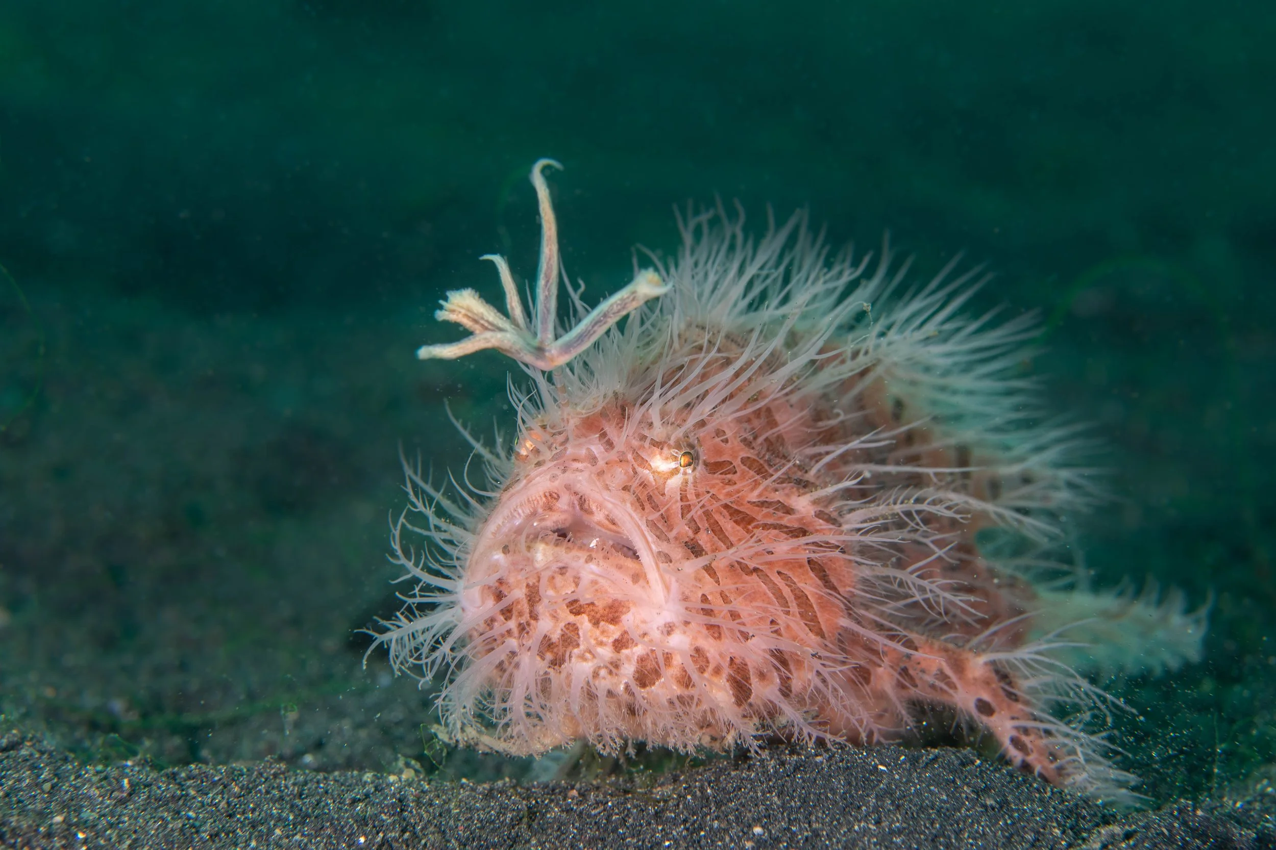 16 NAD-Lembeh Underwater.jpg