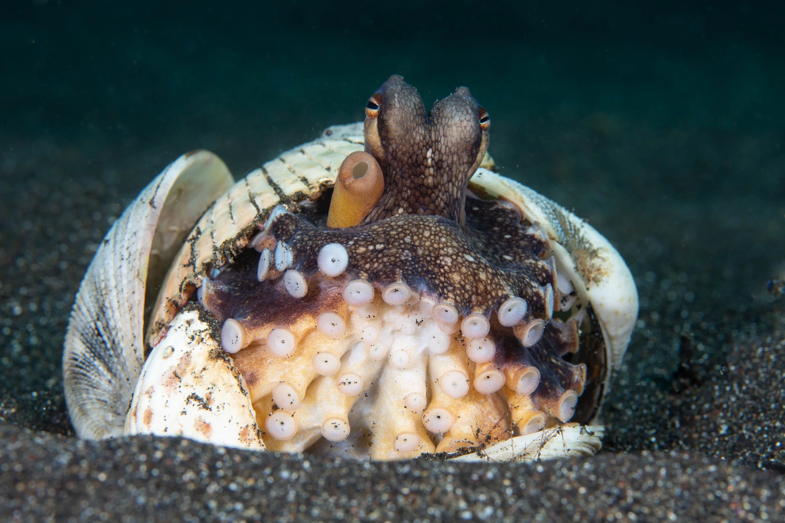 17 NAD-Lembeh Underwater.jpg