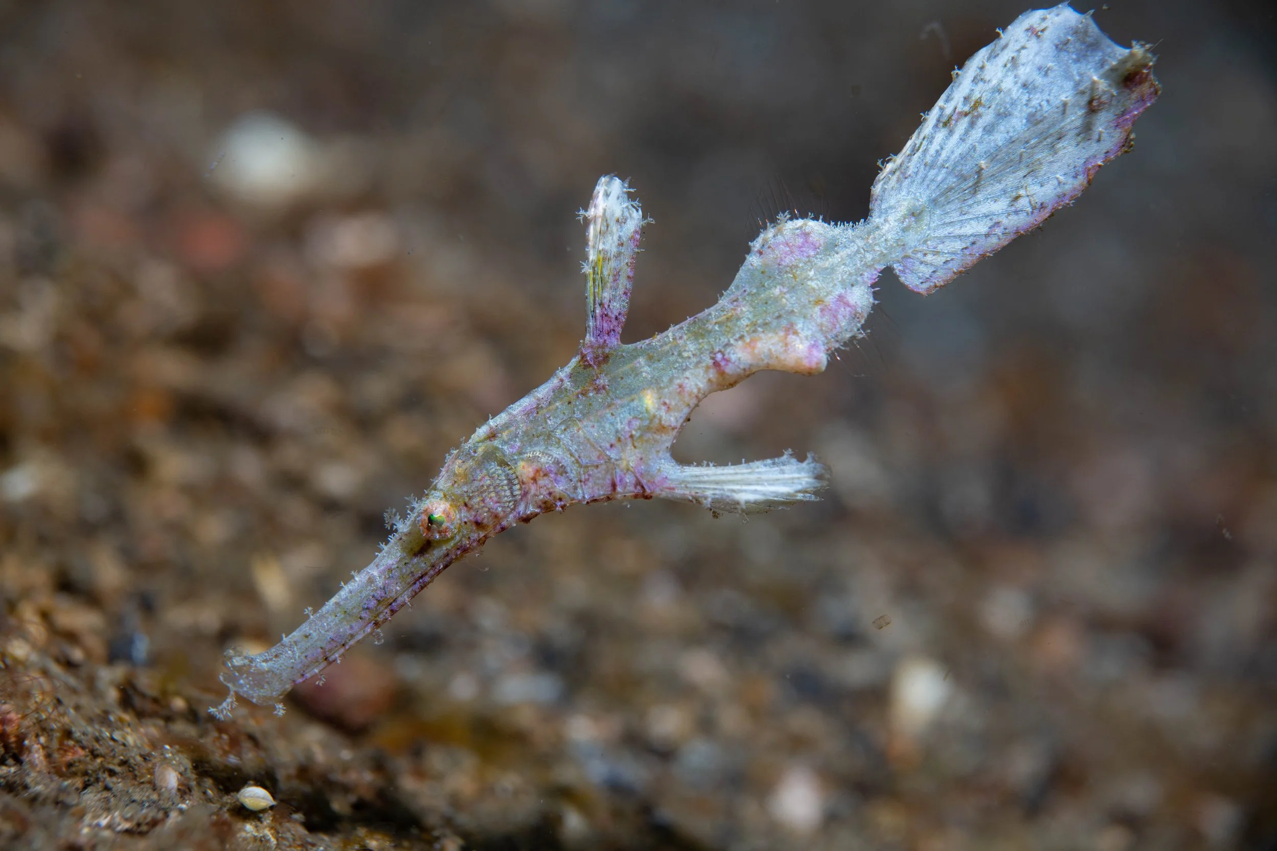 18 NAD-Lembeh Underwater.jpg