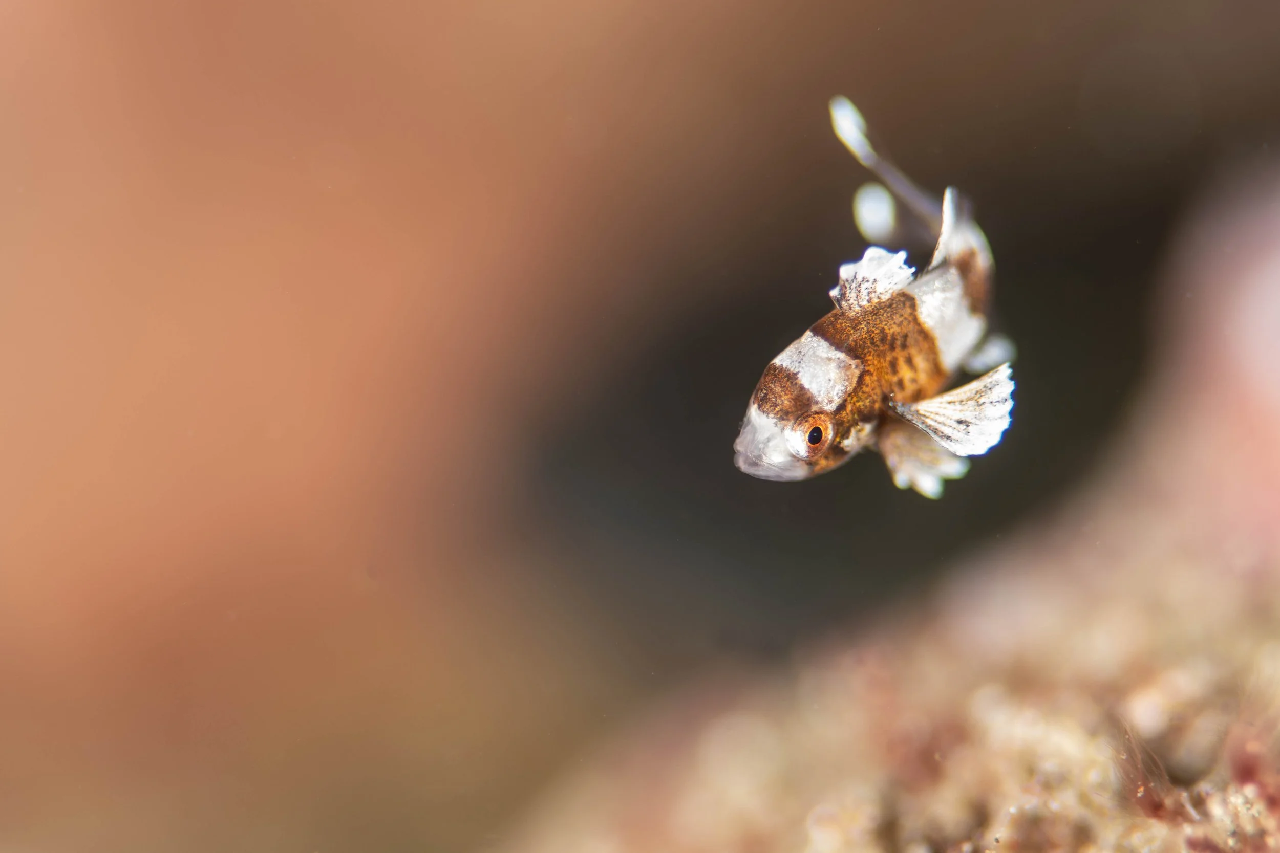 12 NAD-Lembeh Underwater.jpg