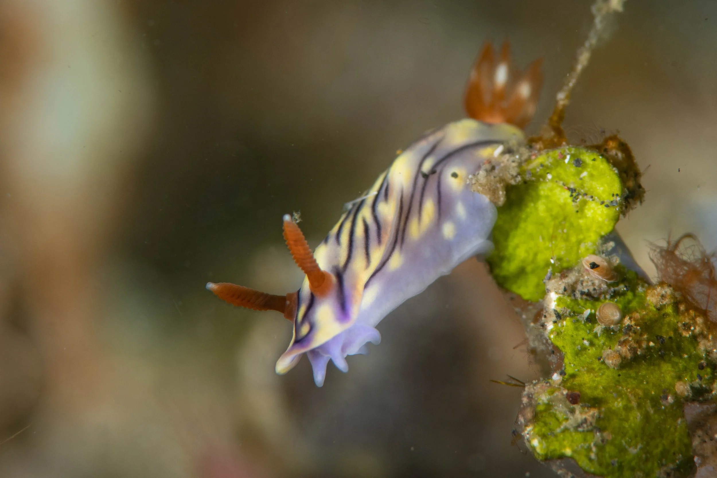 13 NAD-Lembeh Underwater.jpg