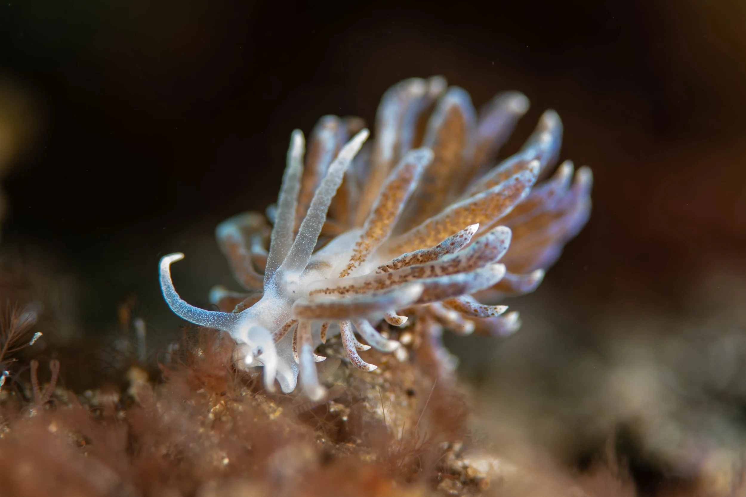 14 NAD-Lembeh Underwater.jpg