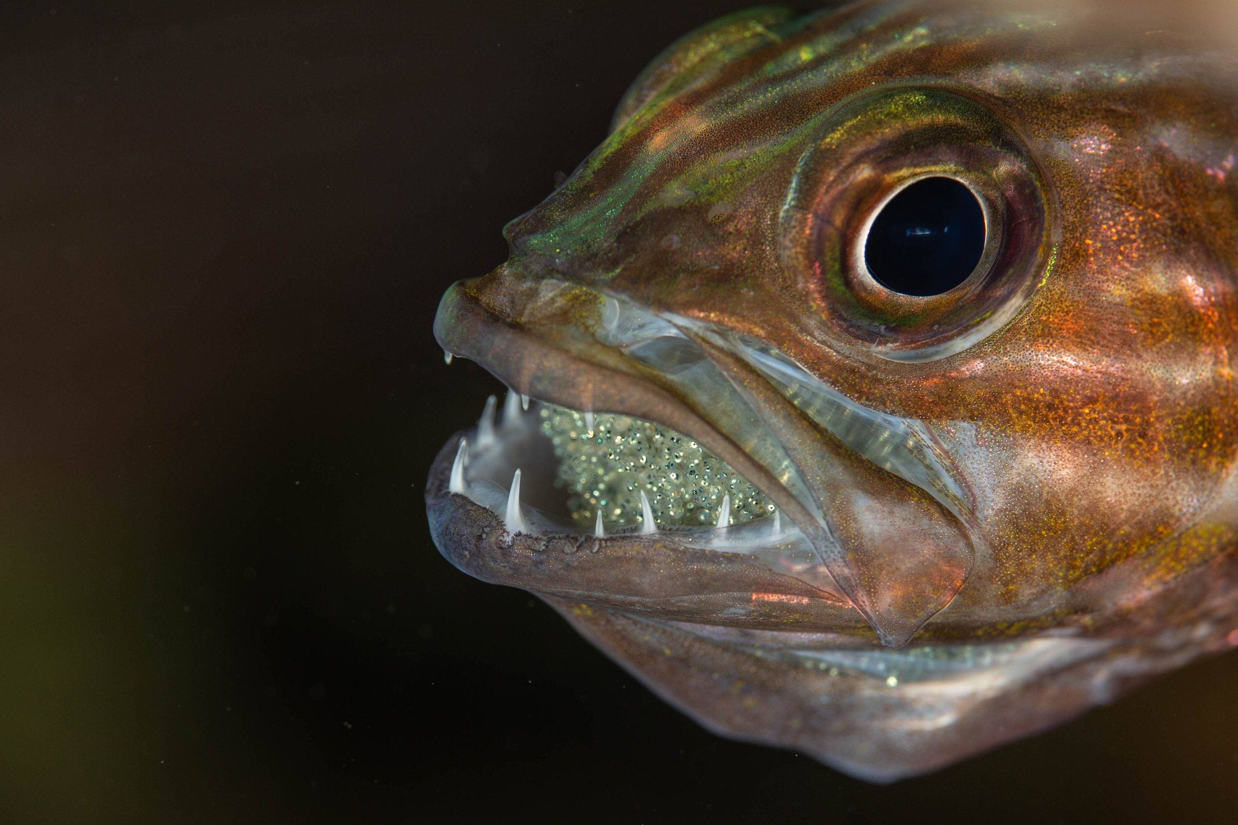 19 NAD-Lembeh Underwater.jpg
