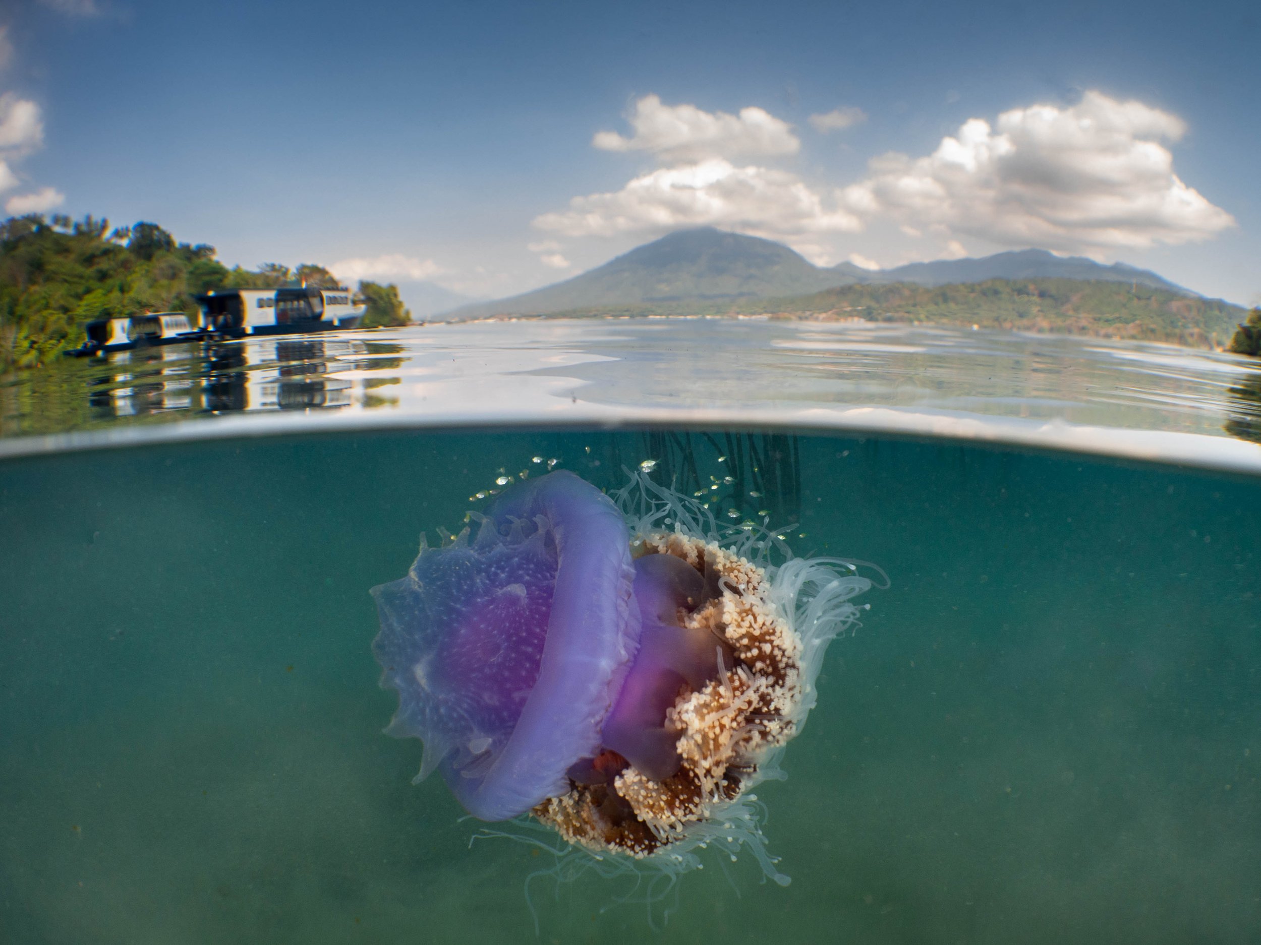 39 NAD-Lembeh Resort _ House Reef.jpg