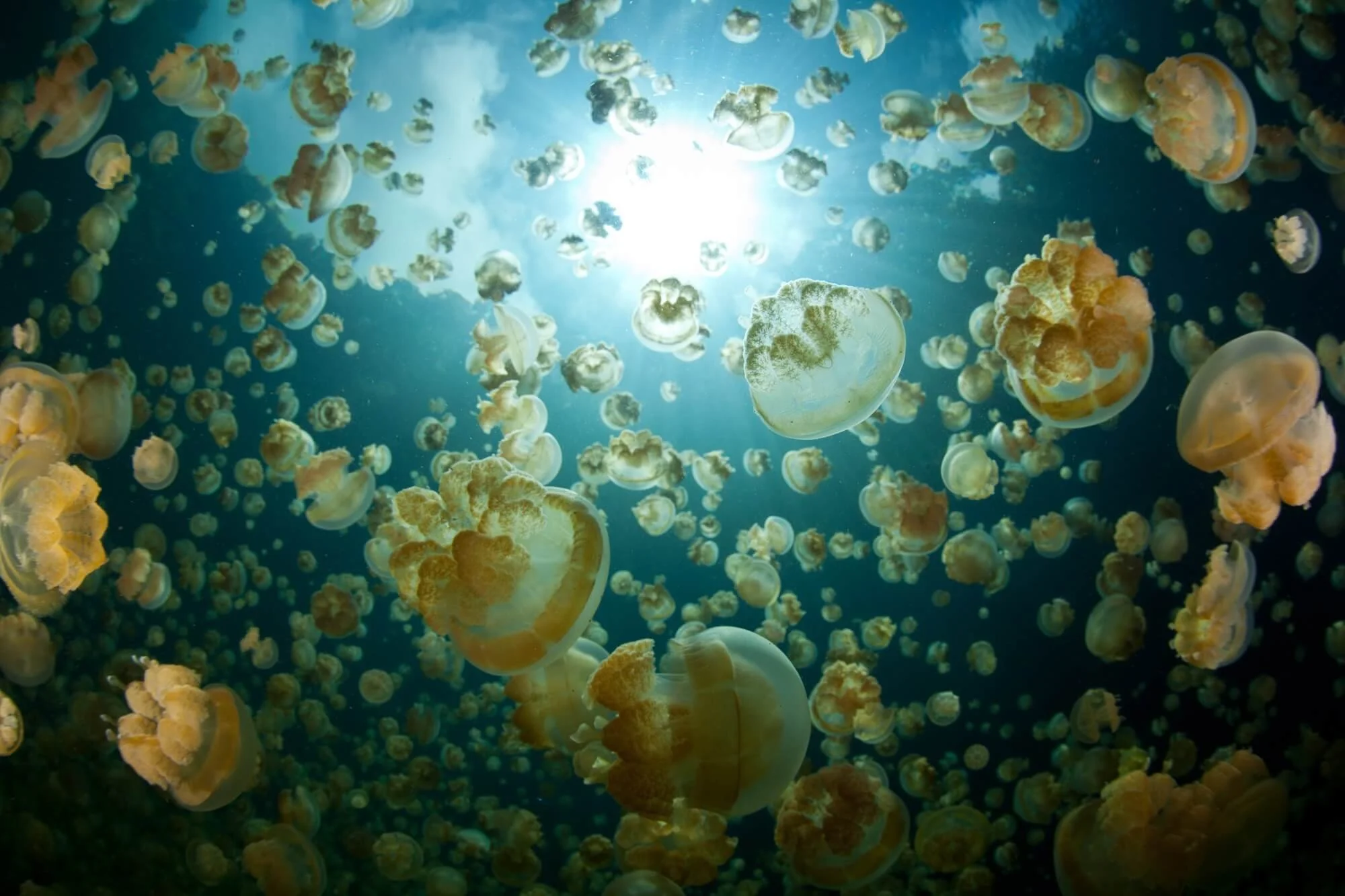 Jellyfish-Lake-Palau.jpg