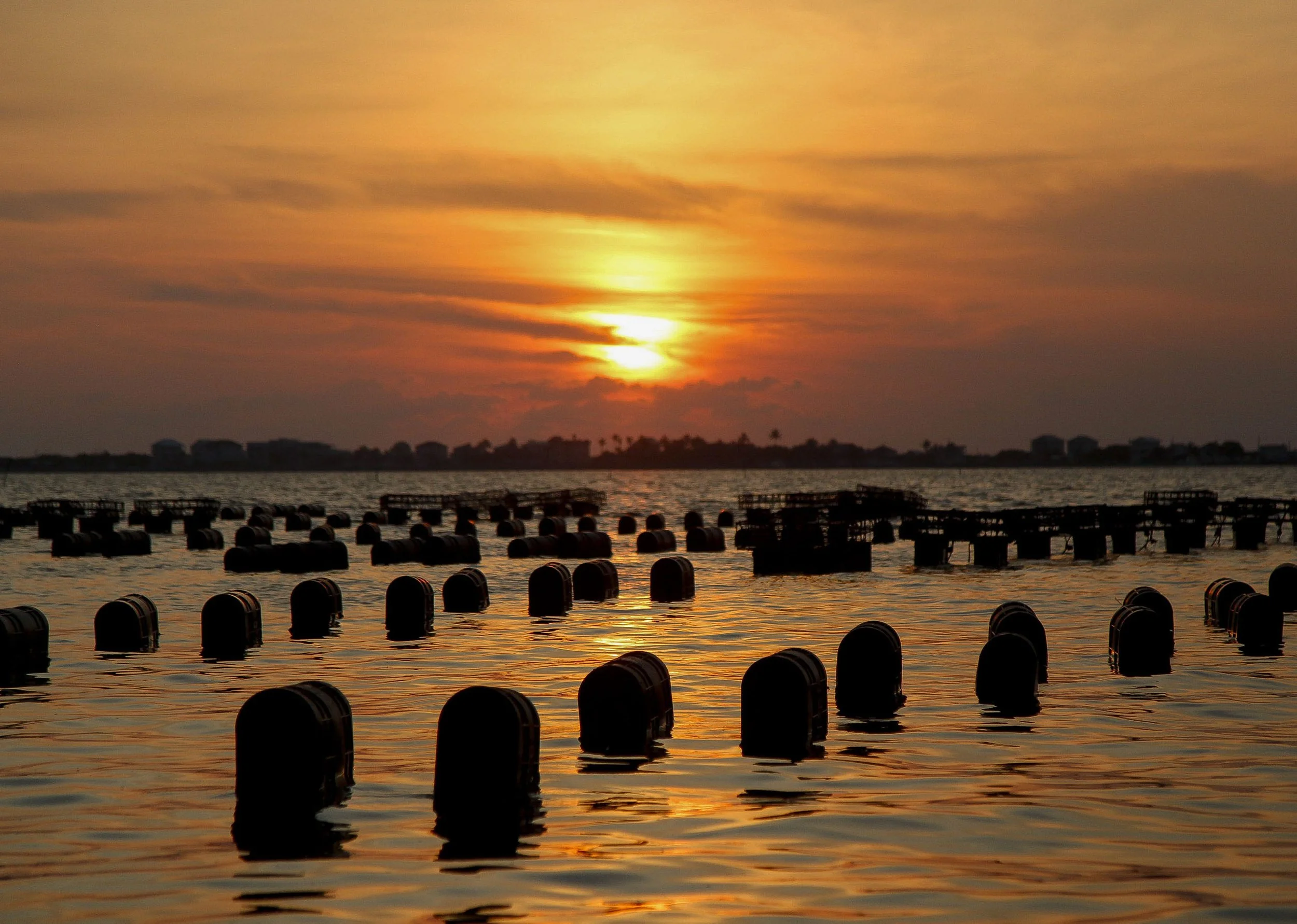 TCN OYSTER FARMER 010.JPG