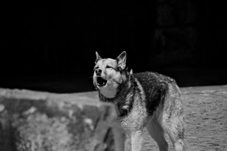 Chat qui miaule, chien qui aboie