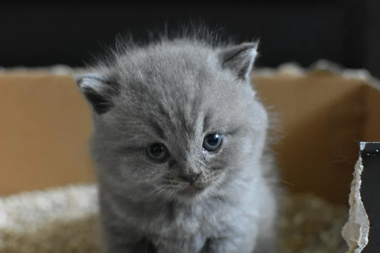 Chat qui fait pipi partout