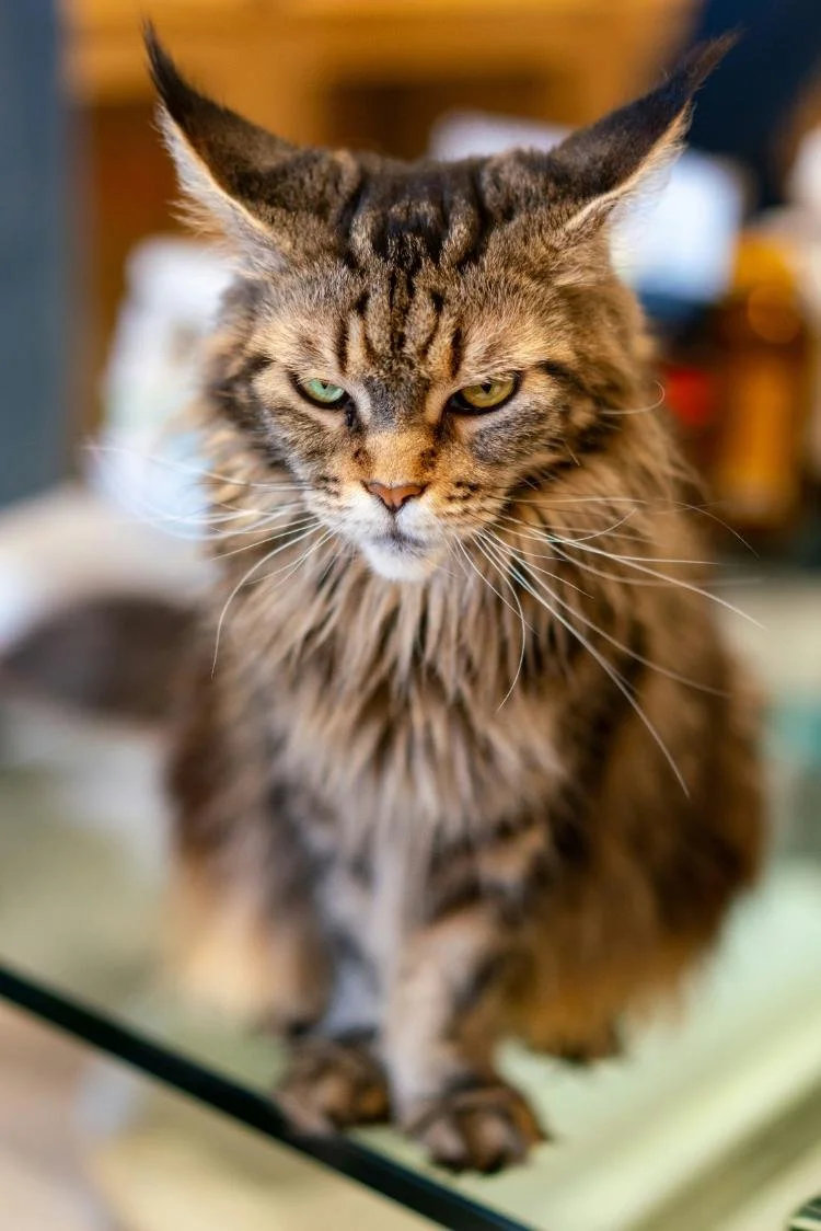 Chat/Chien qui fait la tête