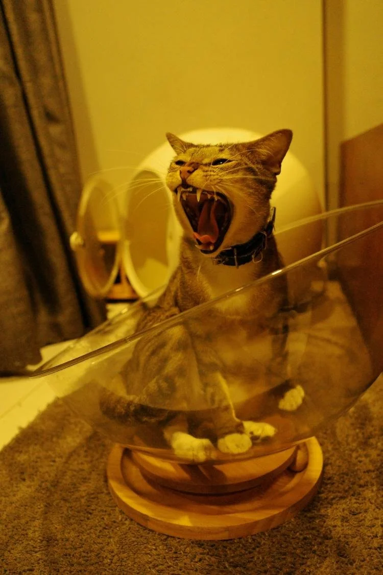 Chien, chat qui fait des bêtises…