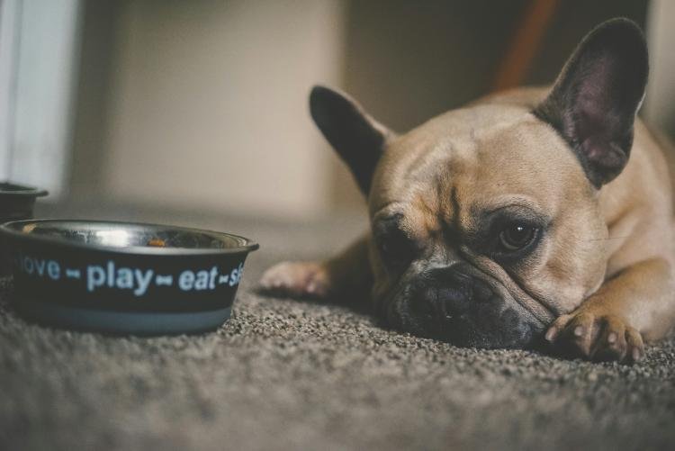Chien, chat qui ne veut pas boire ou manger